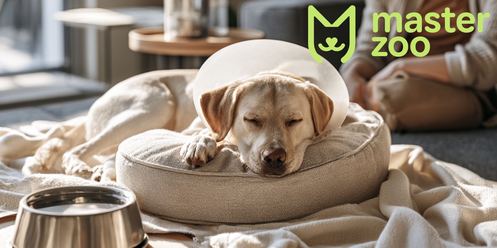 собака після операції | MasterZoo
