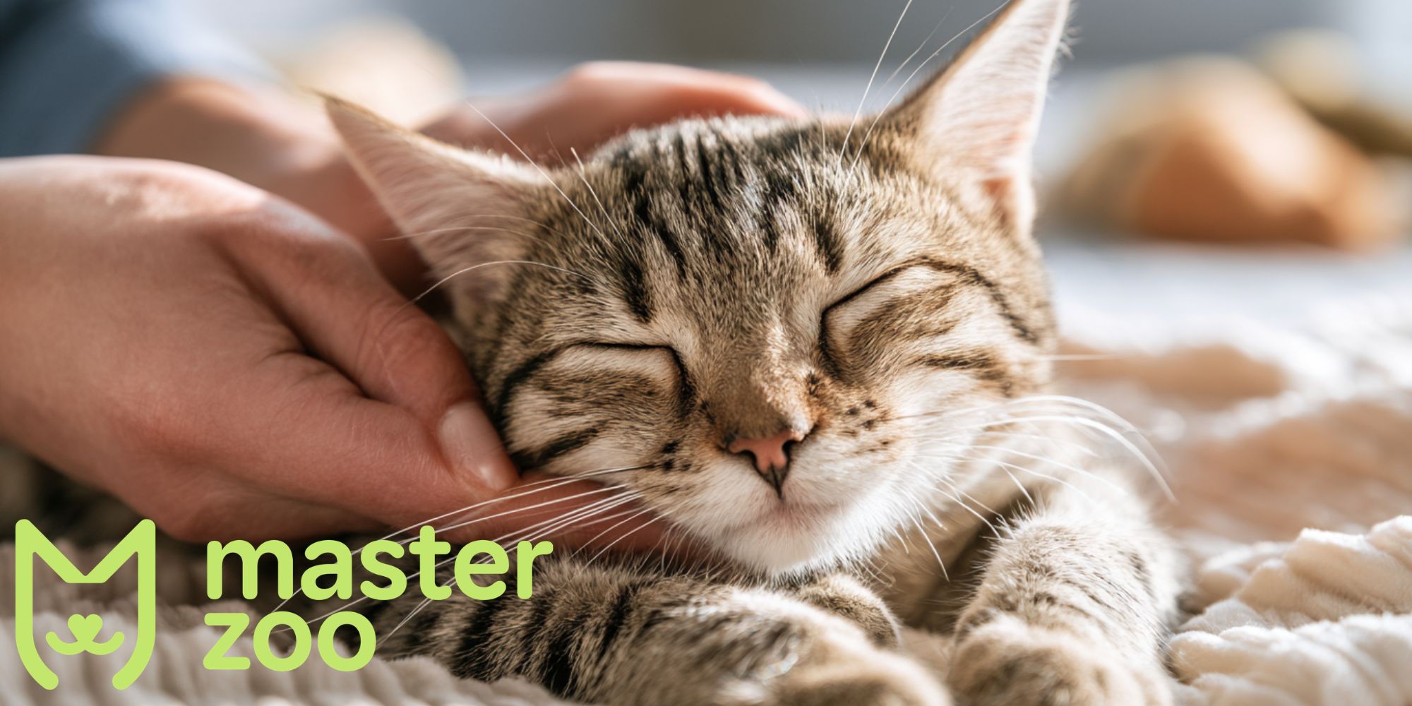 симптоми епілепсії у котів |  MasterZoo