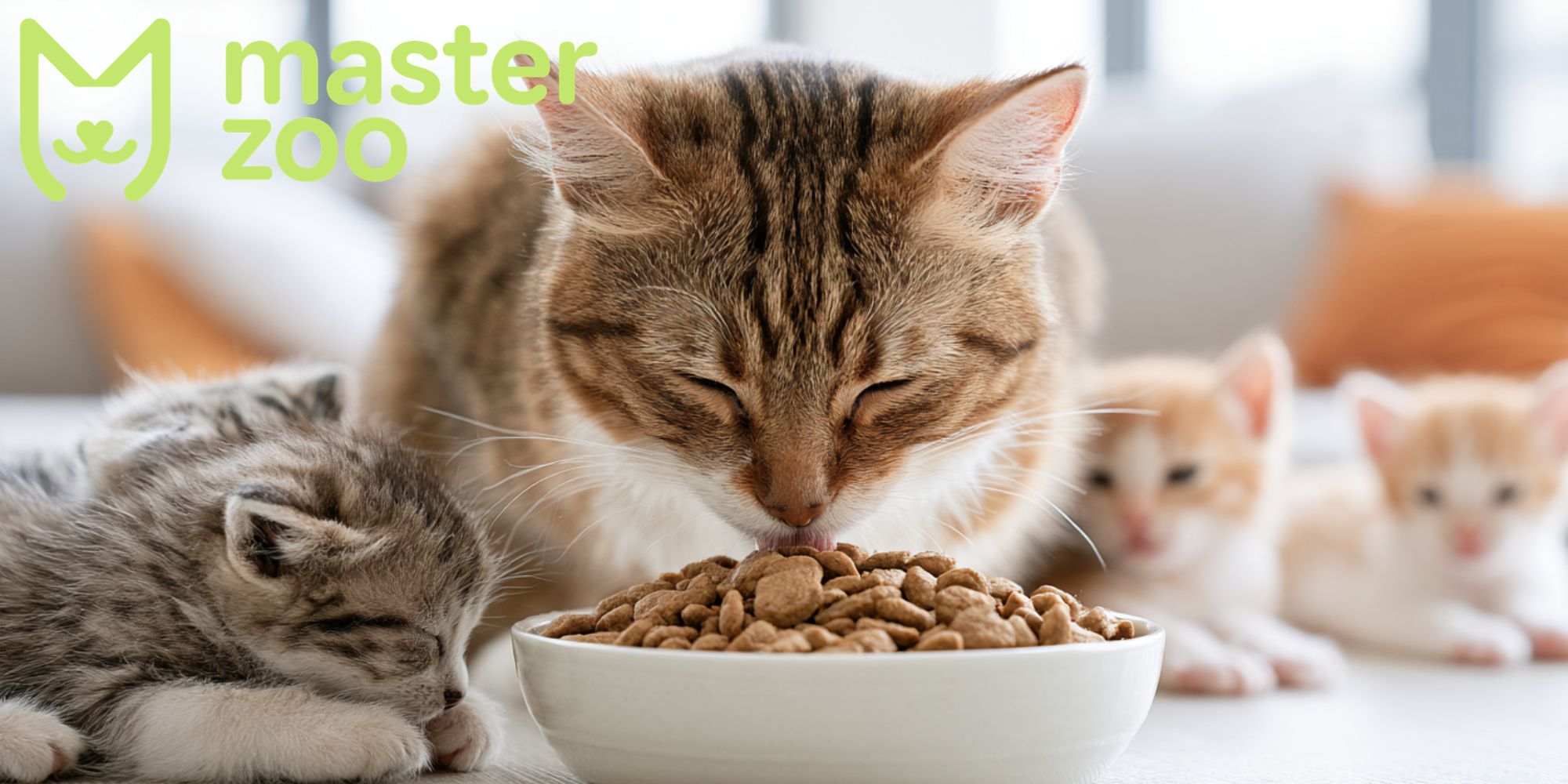 чим годувати кішку |  MasterZoo
