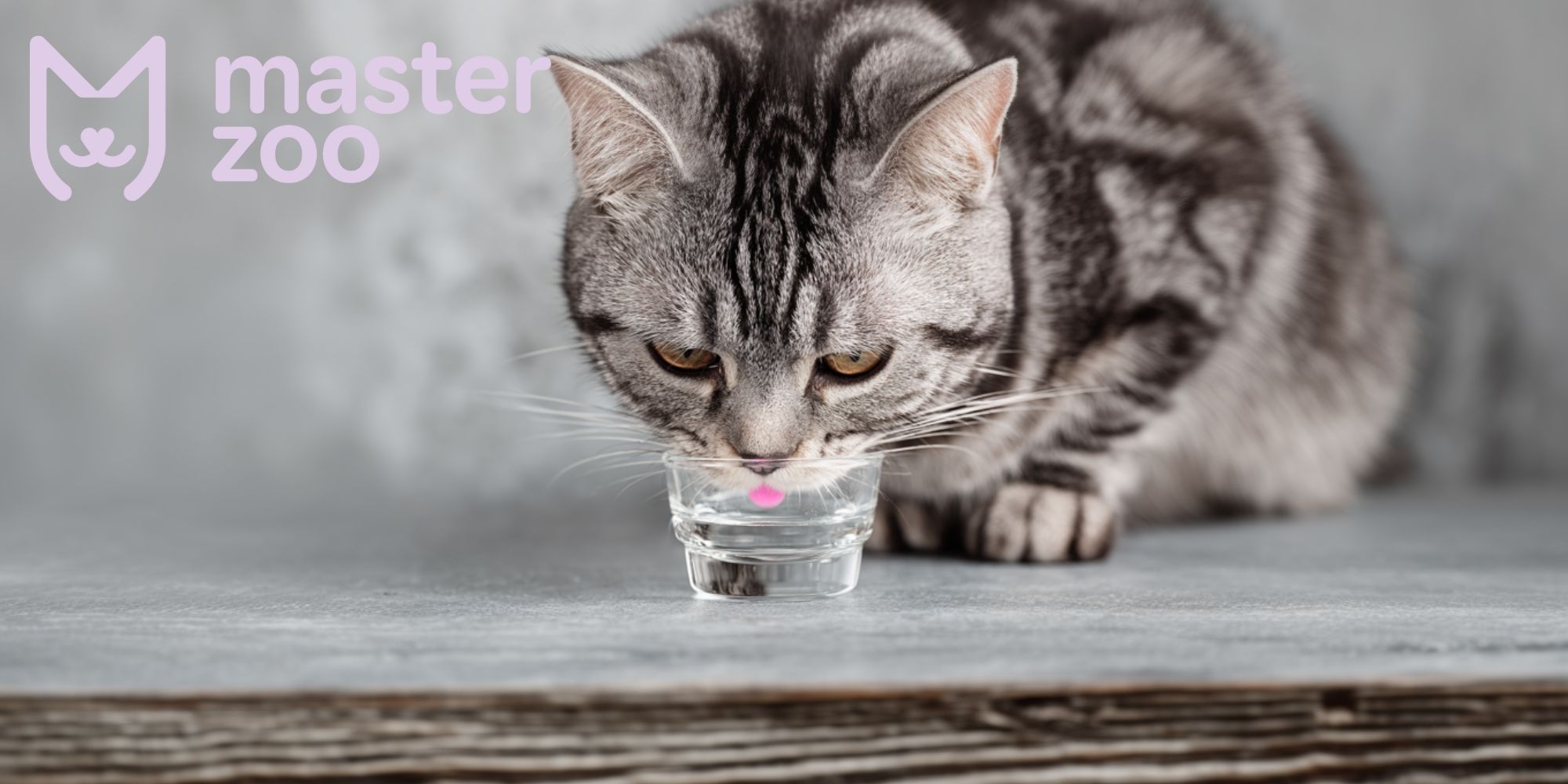 перша допомога при тепловому ударі | MasterZoo