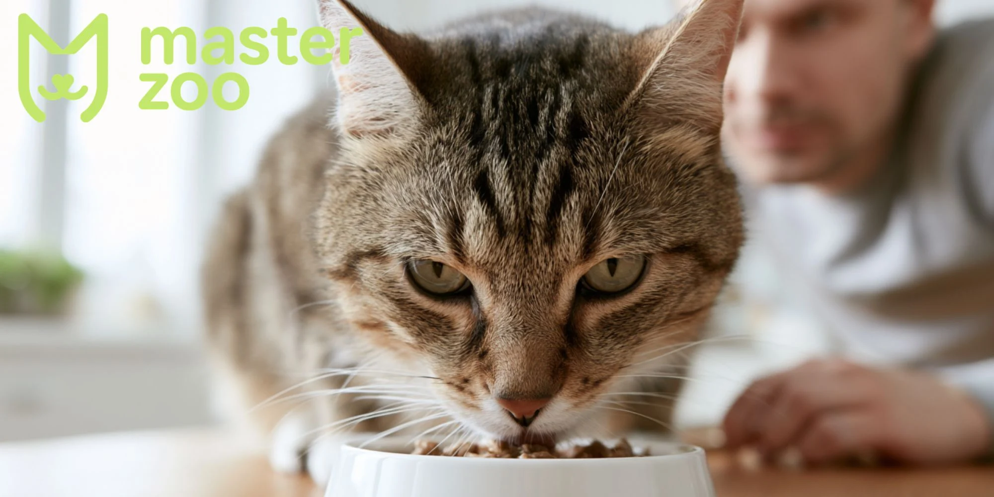 основные симптомы насморка у кота | MasterZoo