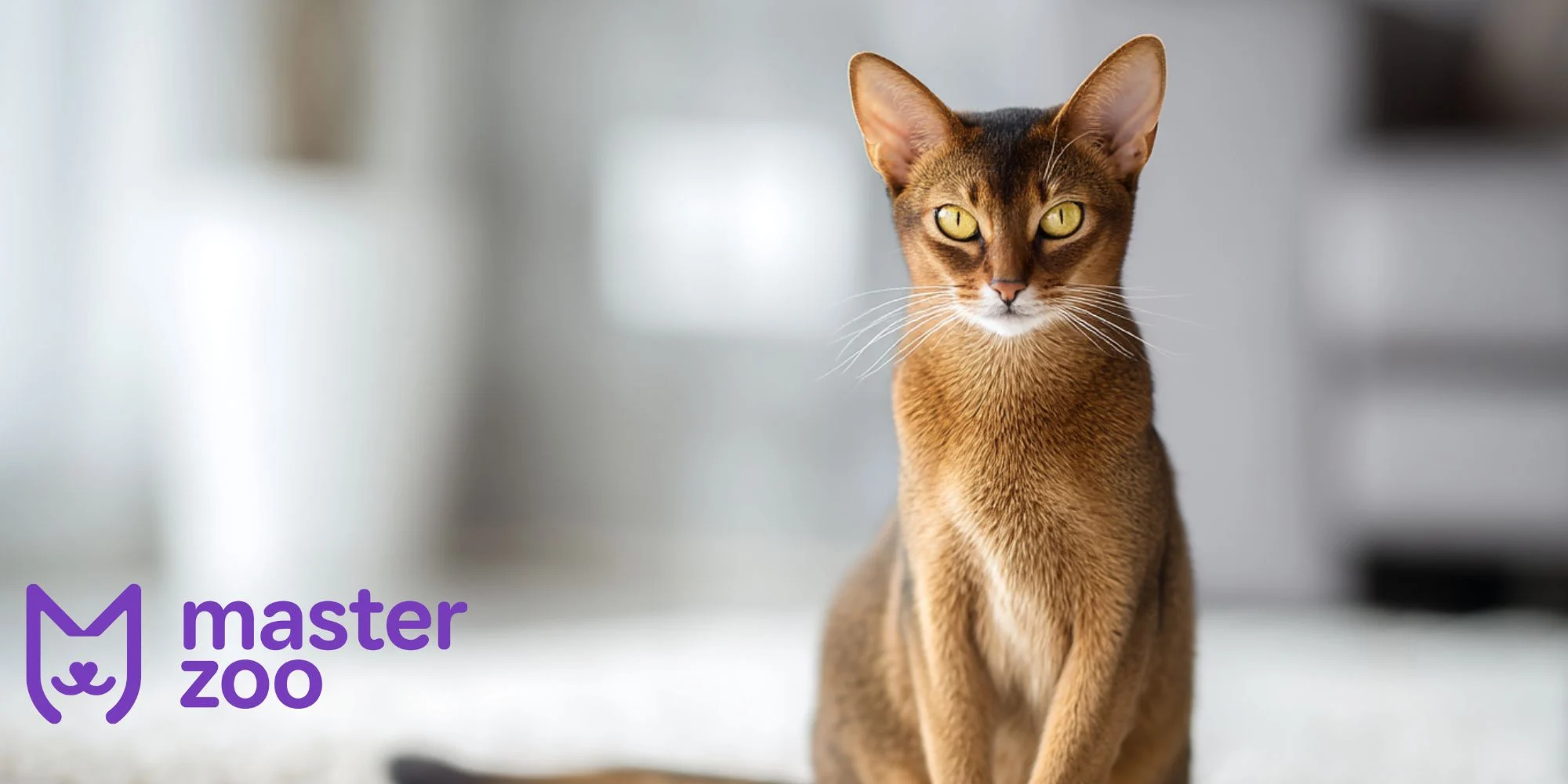Внешний вид и особенности абиссинской кошки |  MasterZoo 
