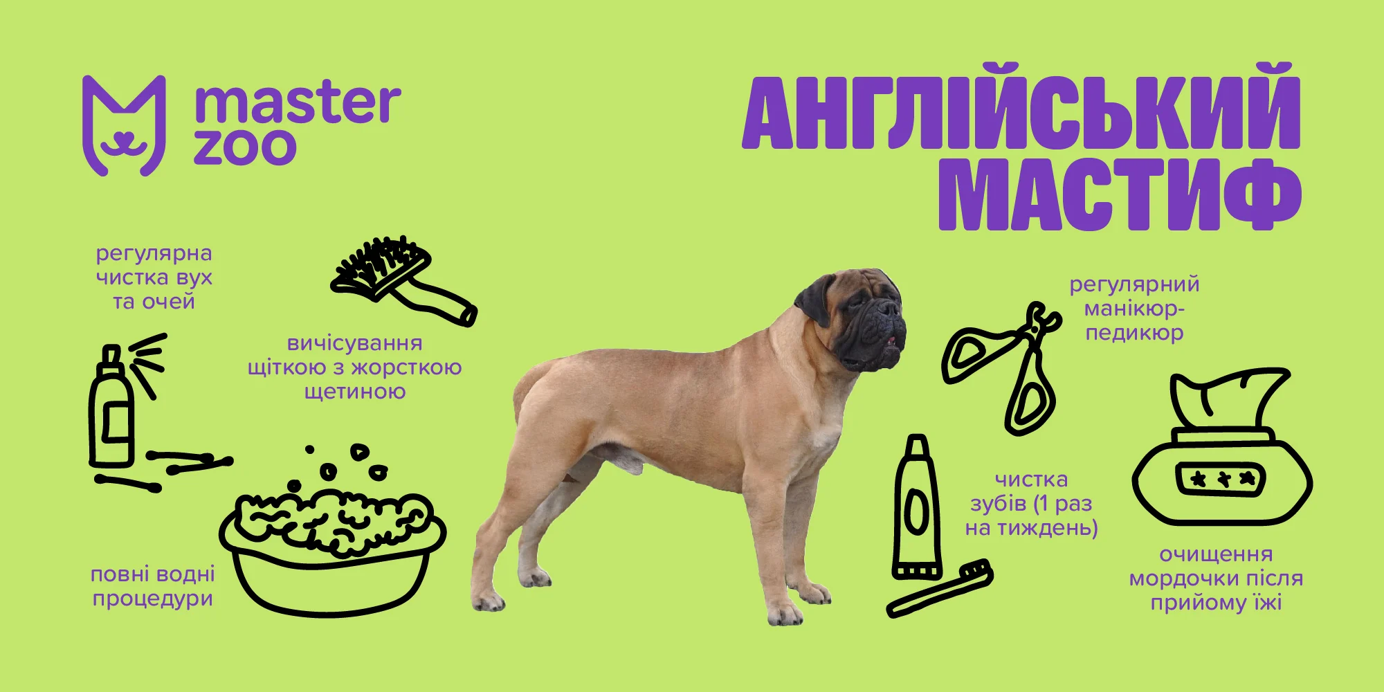 Англійський мастиф | MasterZoo