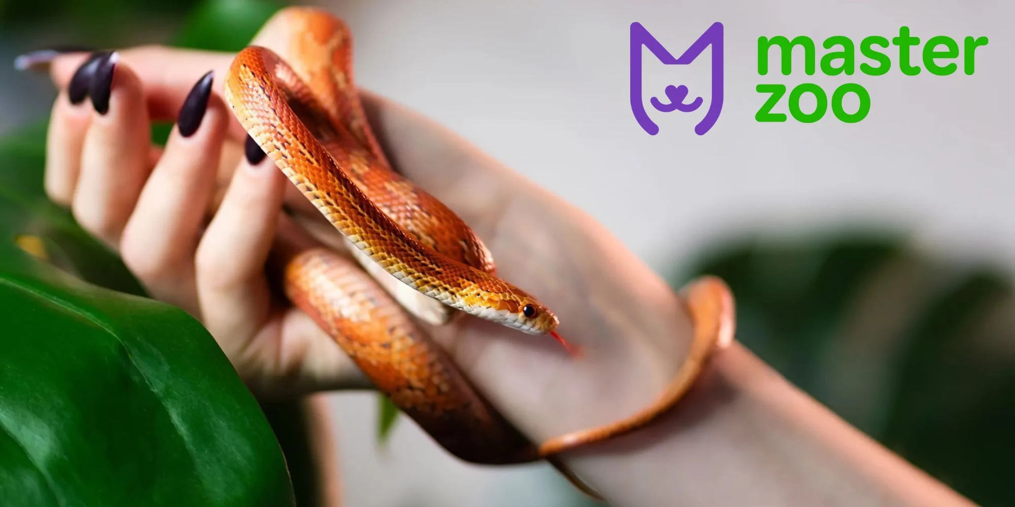 чи можна привчити моїсового полозу до рук | MasterZoo