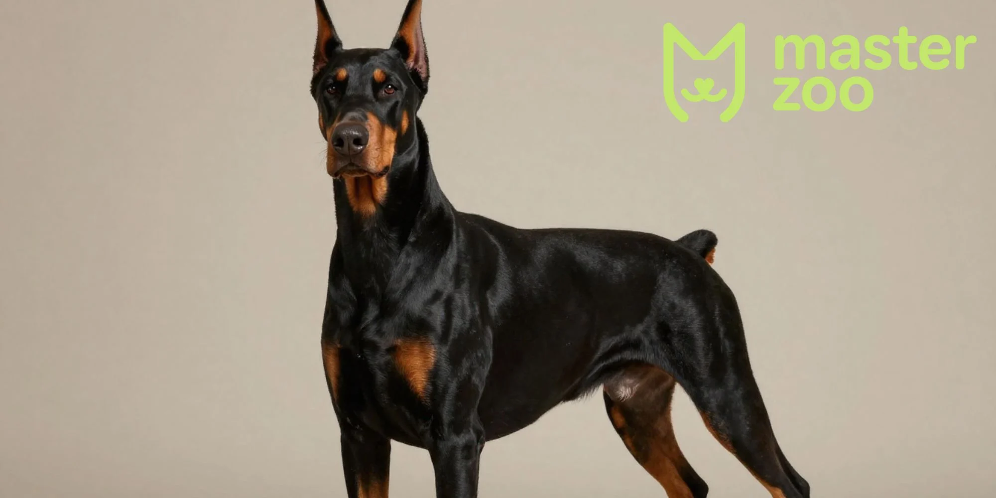 доберман | MasterZoo