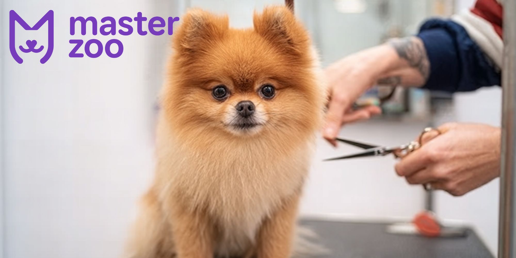 шпиц уход |  MasterZoo