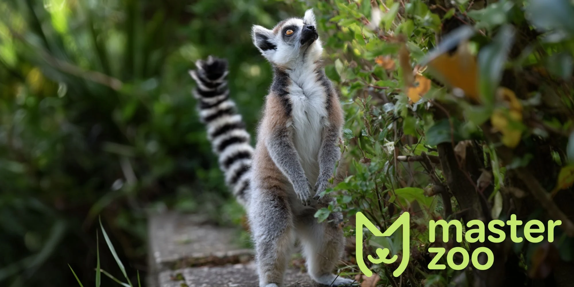 характер та поведынка домашных мавп | MasterZoo