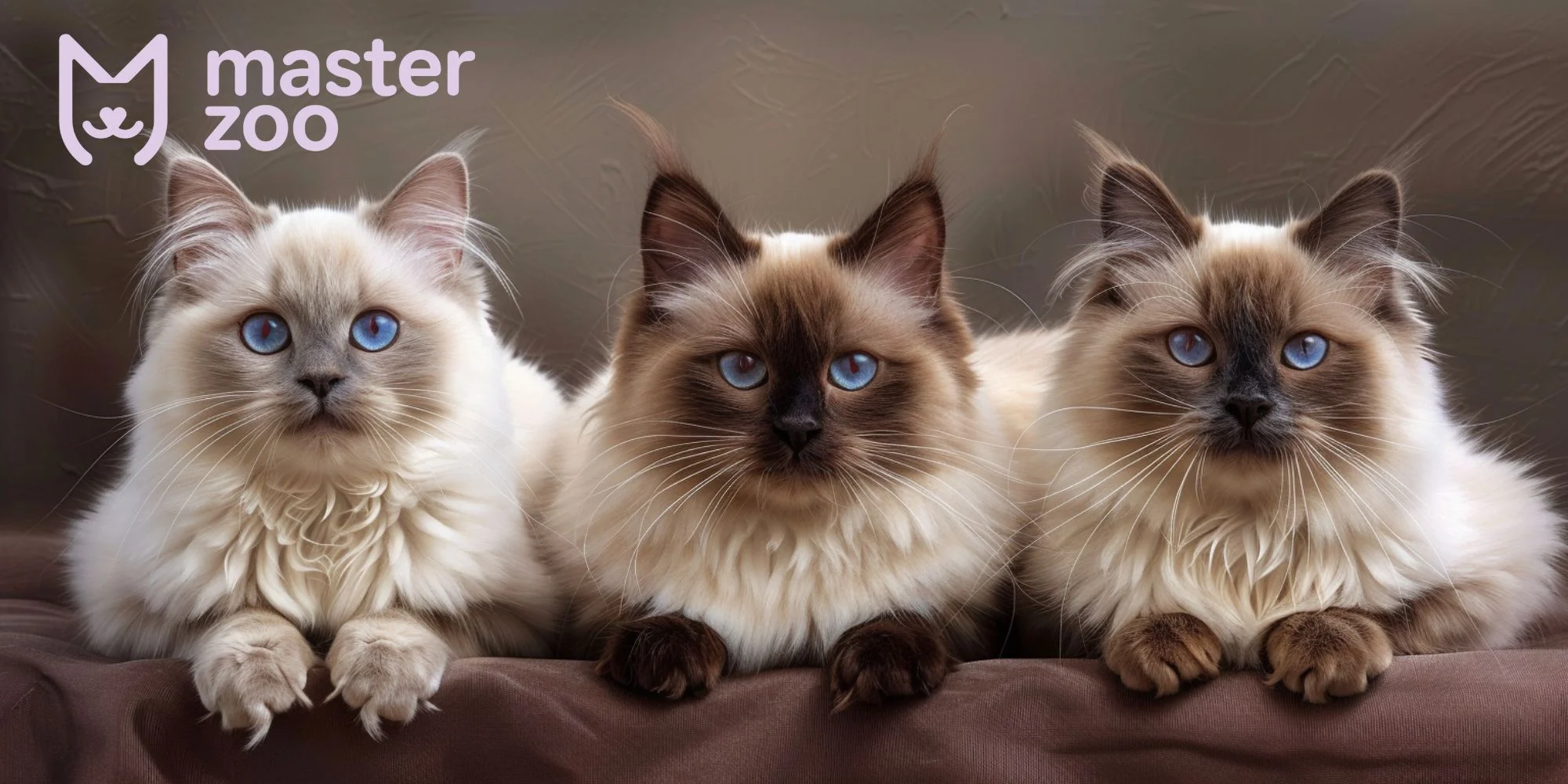 Лагідні котики | MasterZoo