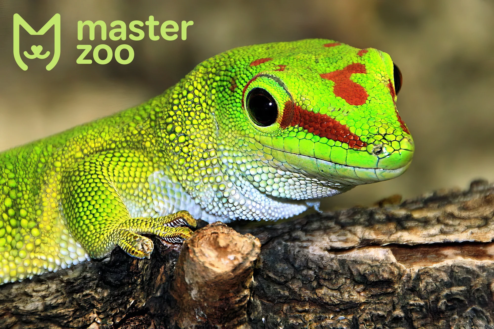 Рептилії | Зоомагазин MasterZoo