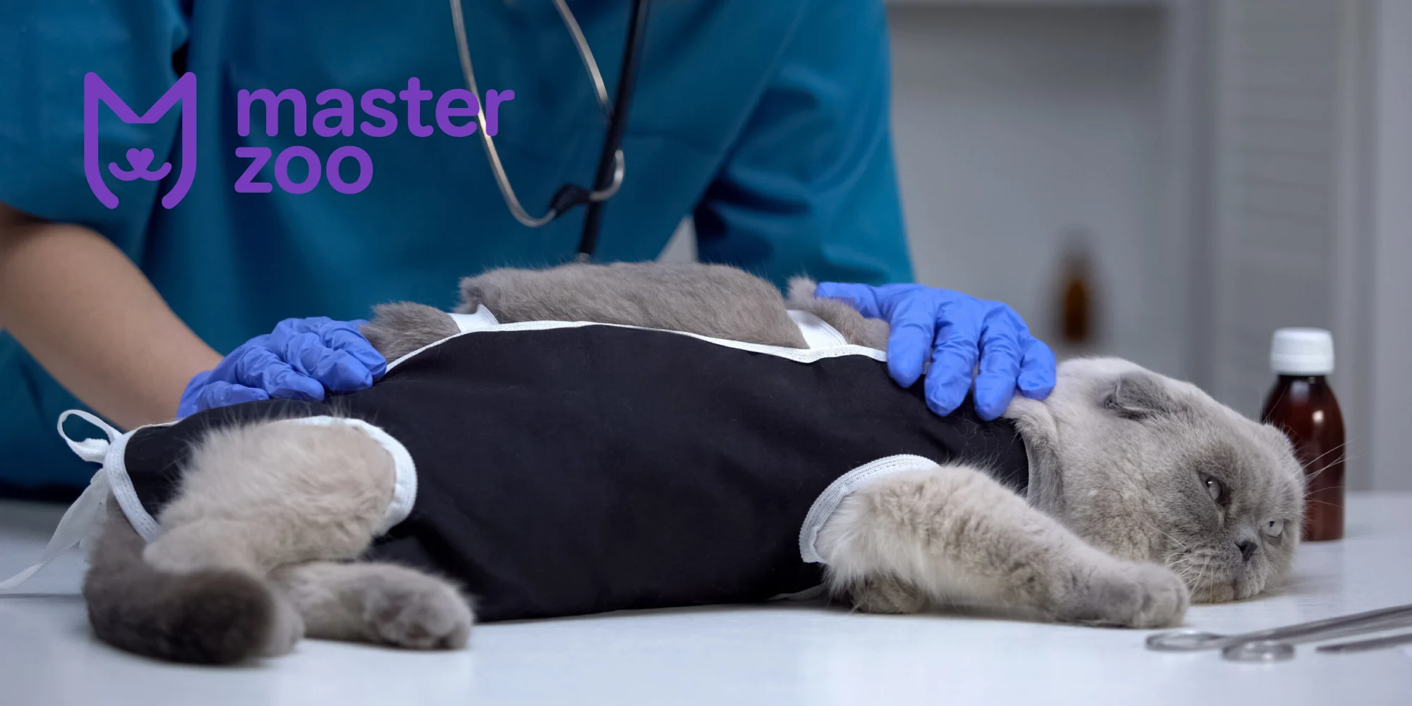 Кастрация кота | MasterZoo