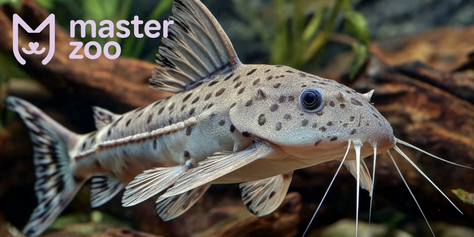 Синодонтіси | MasterZoo