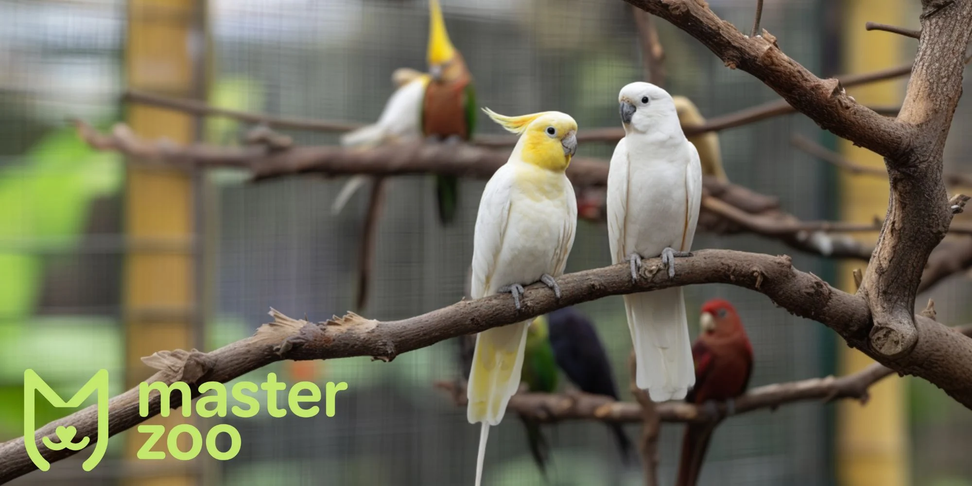 здоровья кореллы | MasterZoo