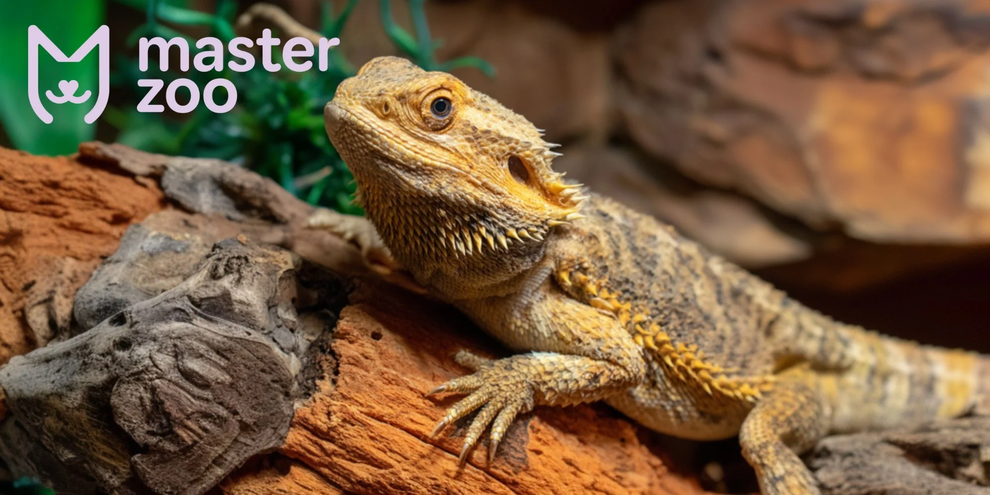 как выбрать агаму | MasterZoo