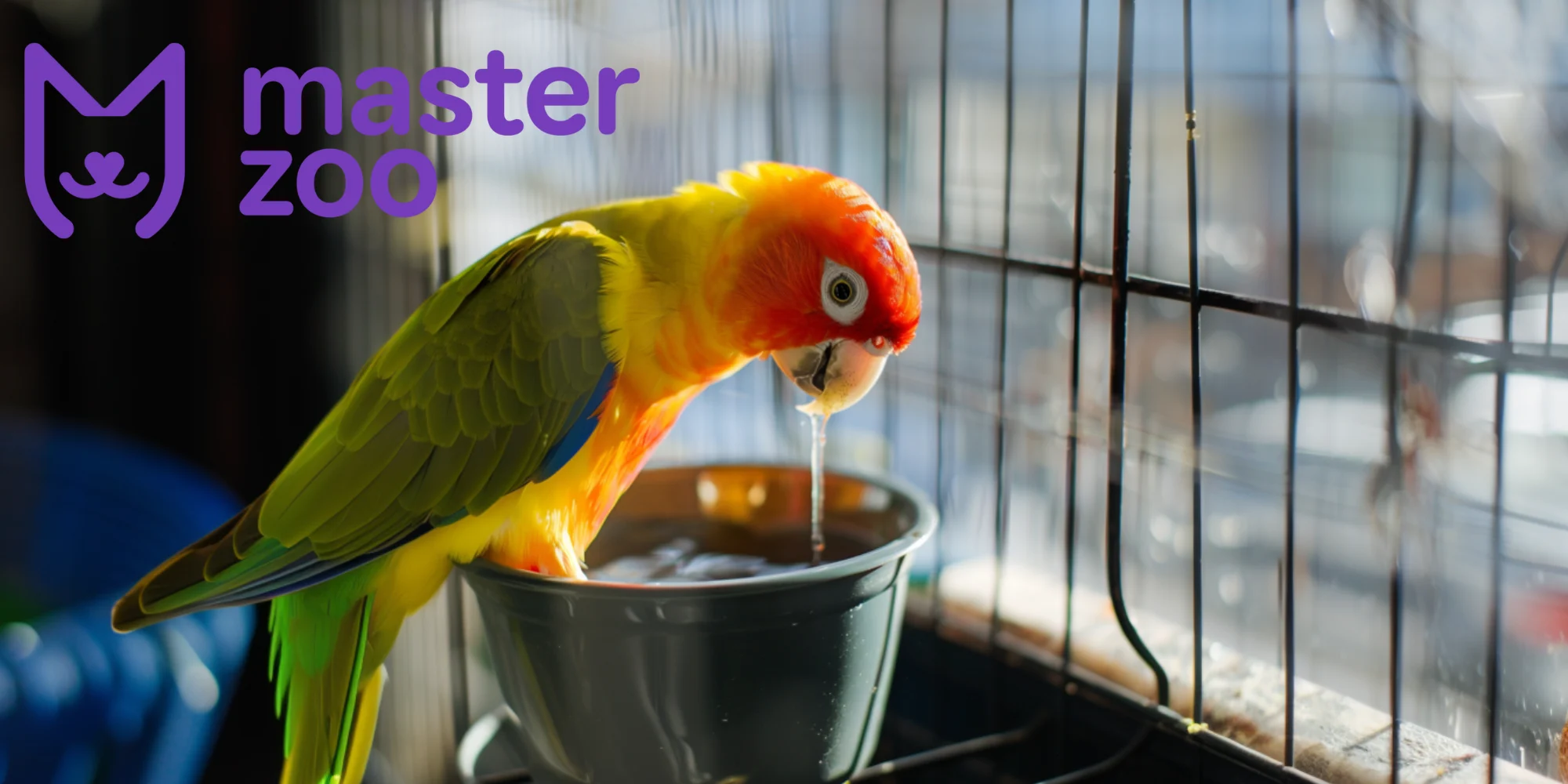 папуга П'є | Зоомагазин MasterZoo