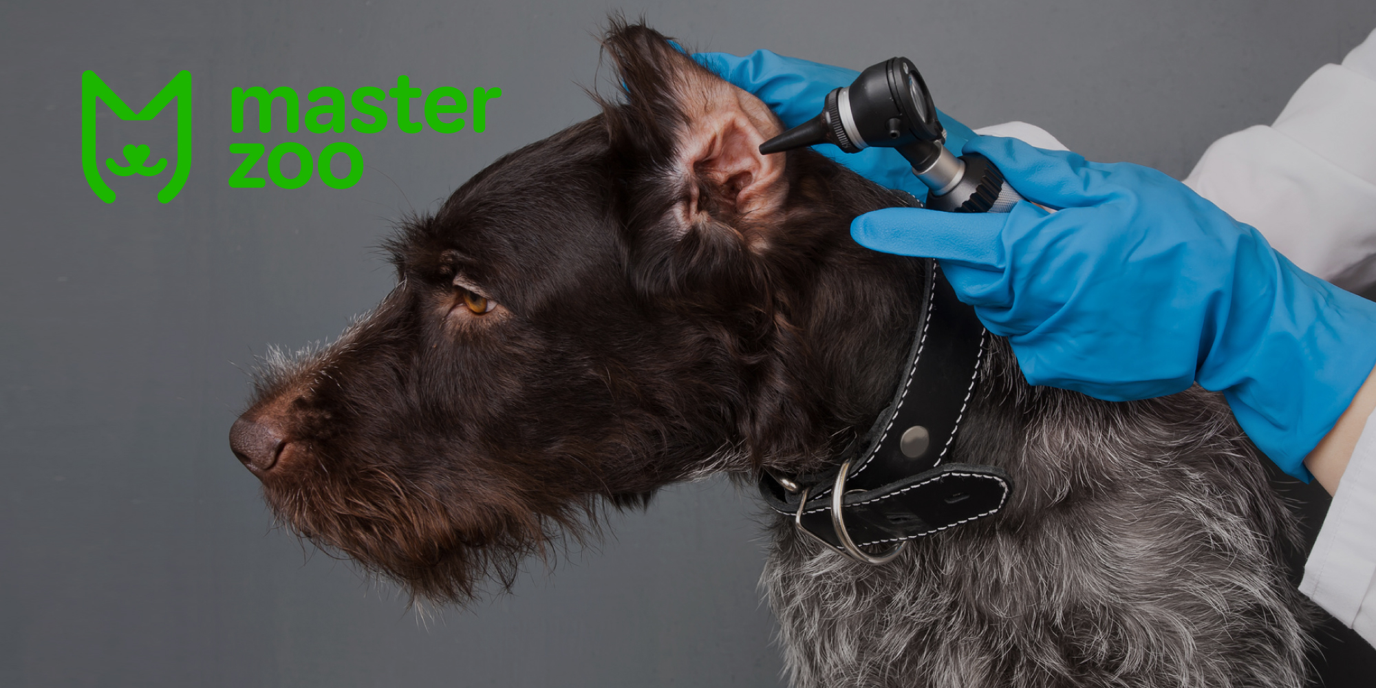 особливості догляду за чотирилапими | MasterZoo