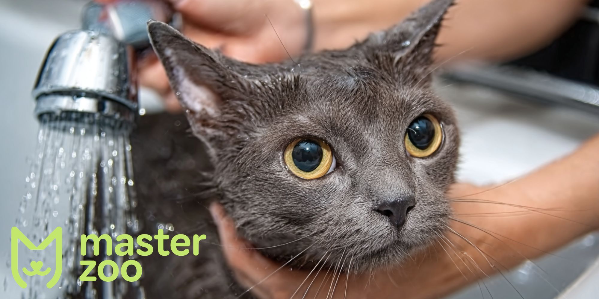 купання кота |  MasterZoo