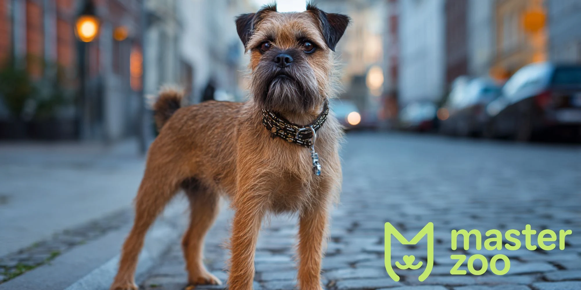 Бельгійський грифон | MasterZoo