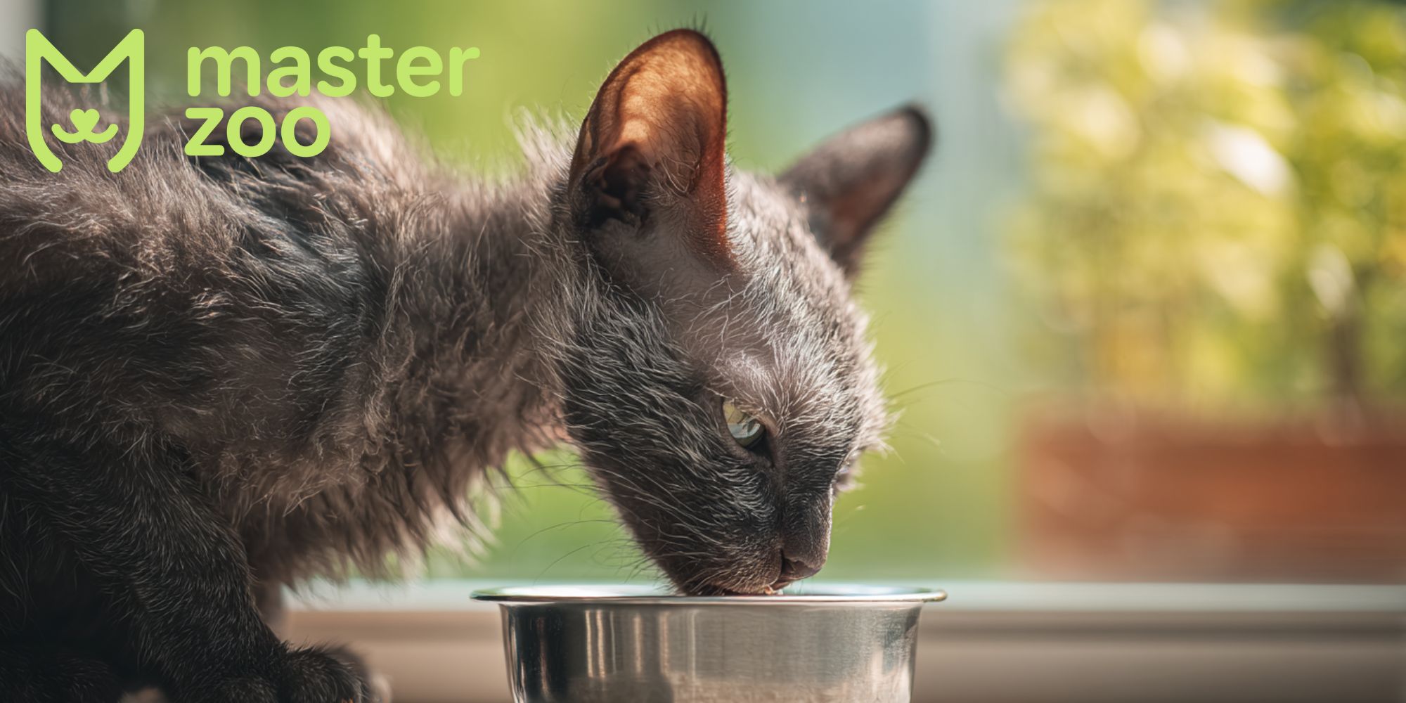 уход за кошкой породы ликой | MasterZoo