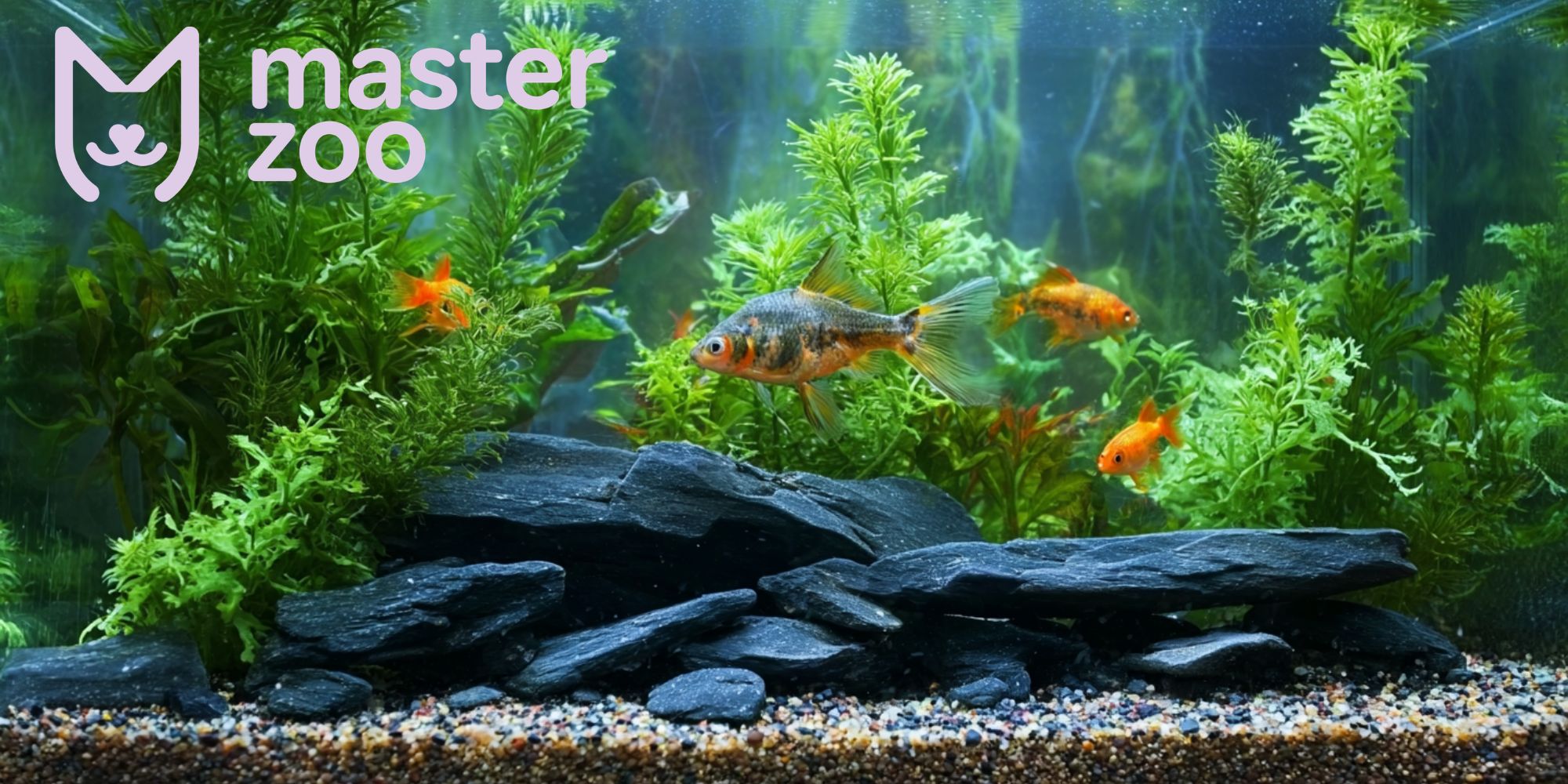 выбор аквариума | MasterZoo