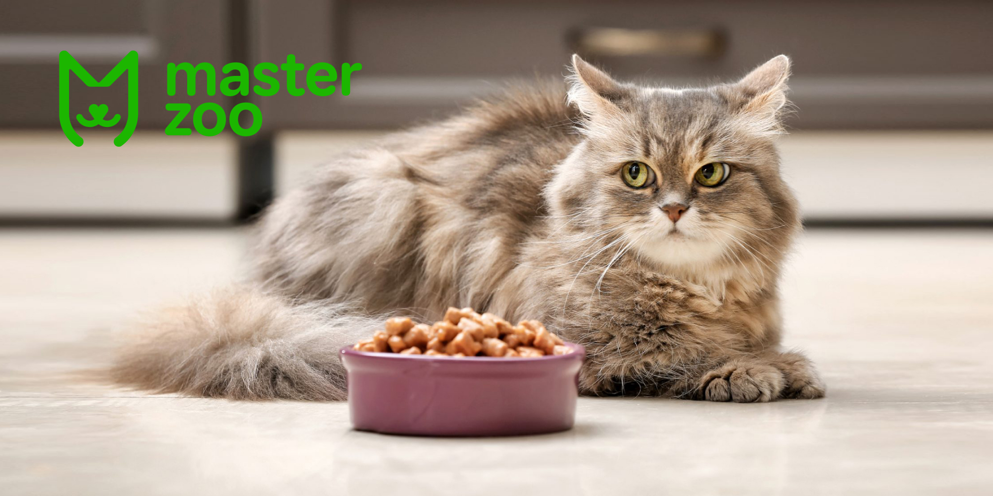 Чому котик не їсть з миски | MasterZoo