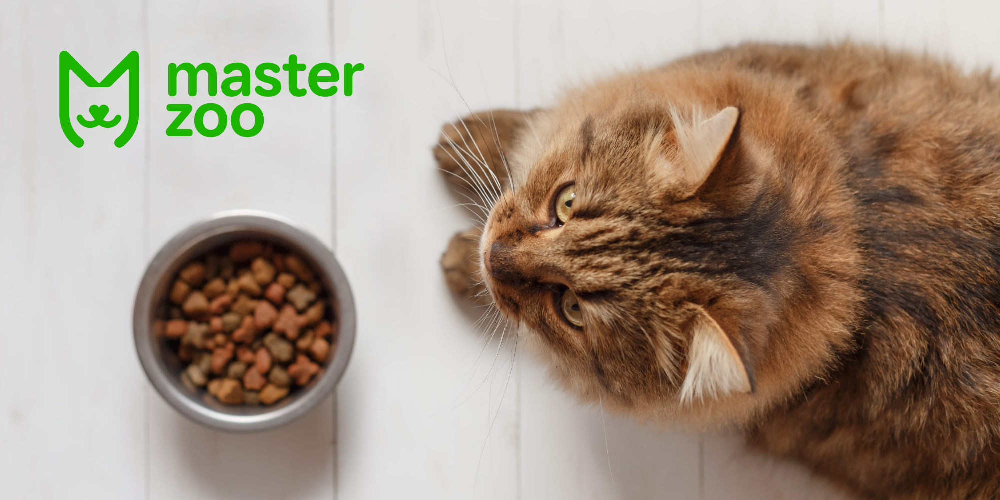 Як змінити миску для кота | MasterZoo