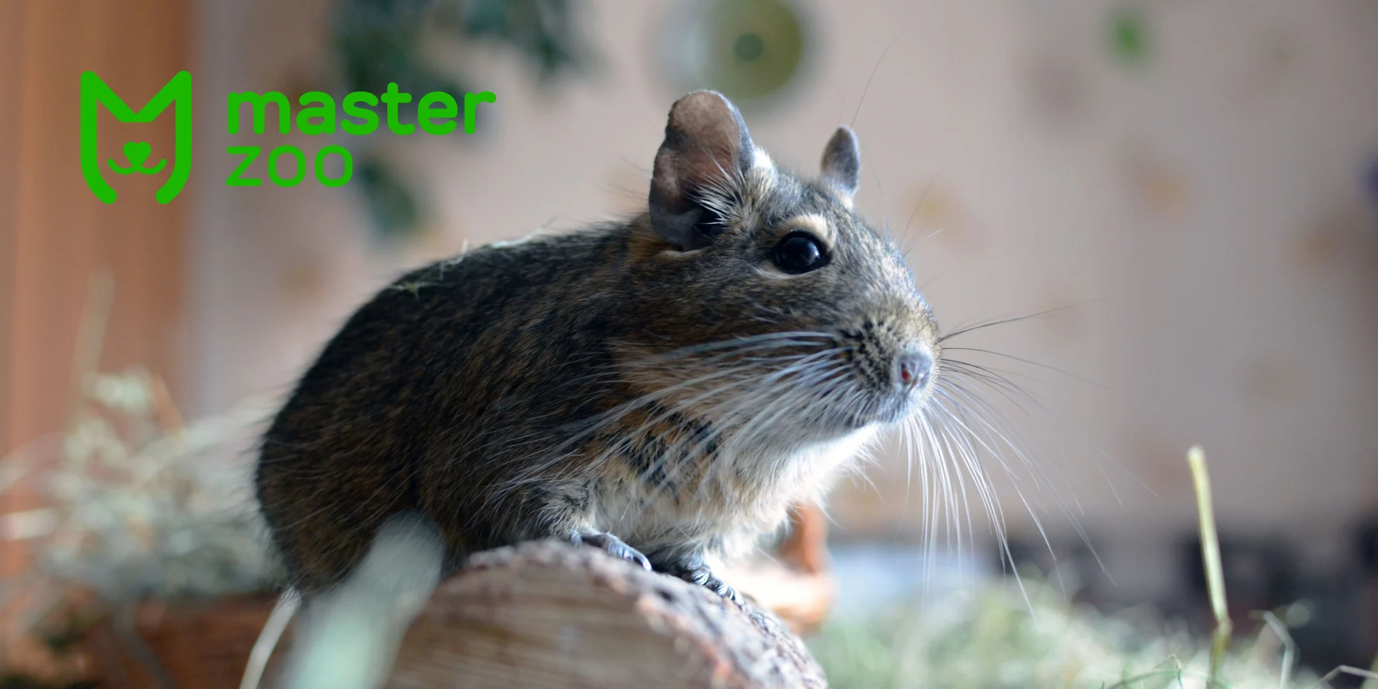 Годування дегу | Зоомагазин MasterZoo