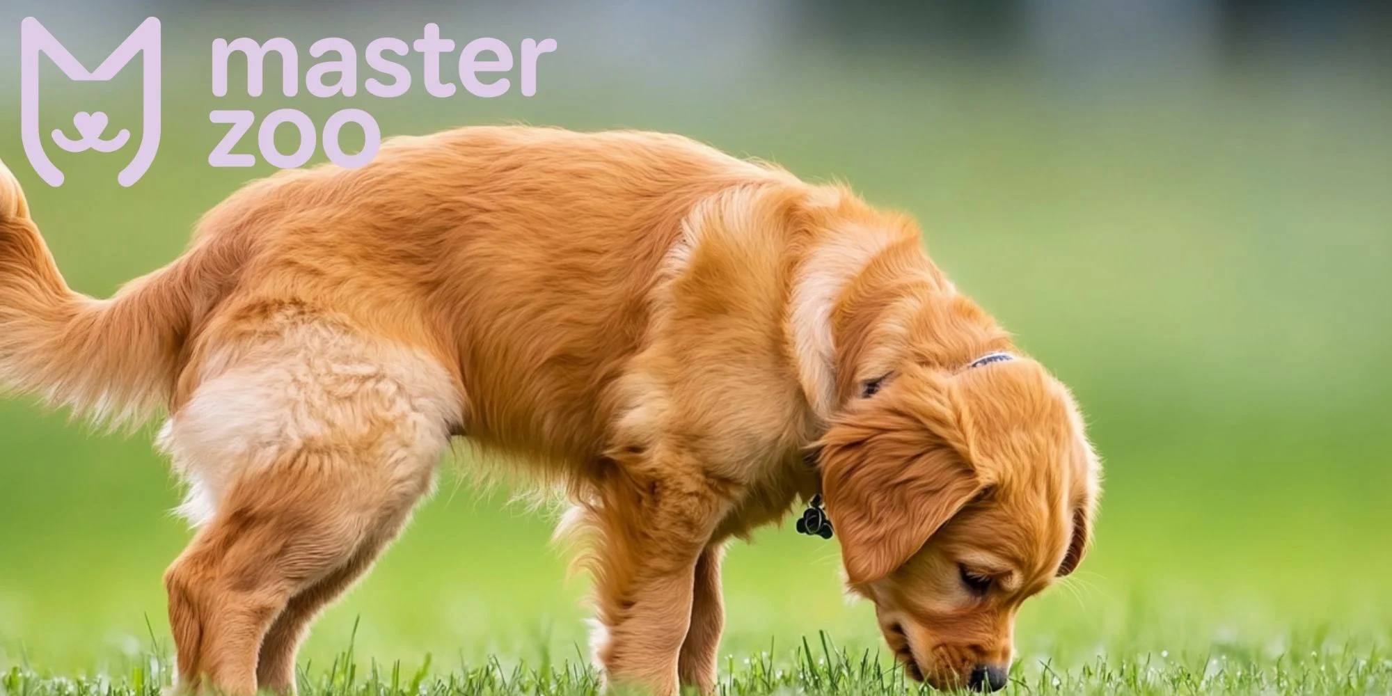 диагностування калу улюбленців | MasterZoo
