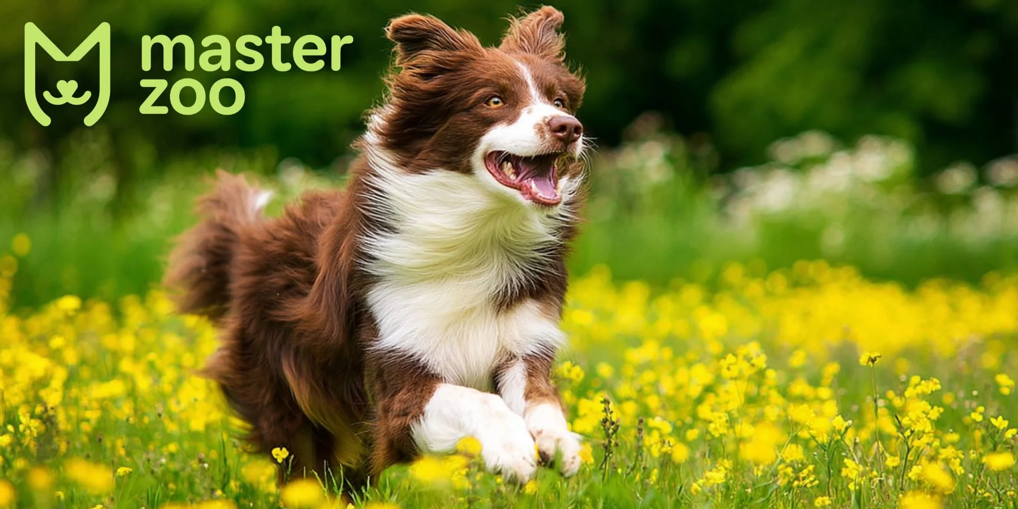 діагностика дисплазії | MasterZoo