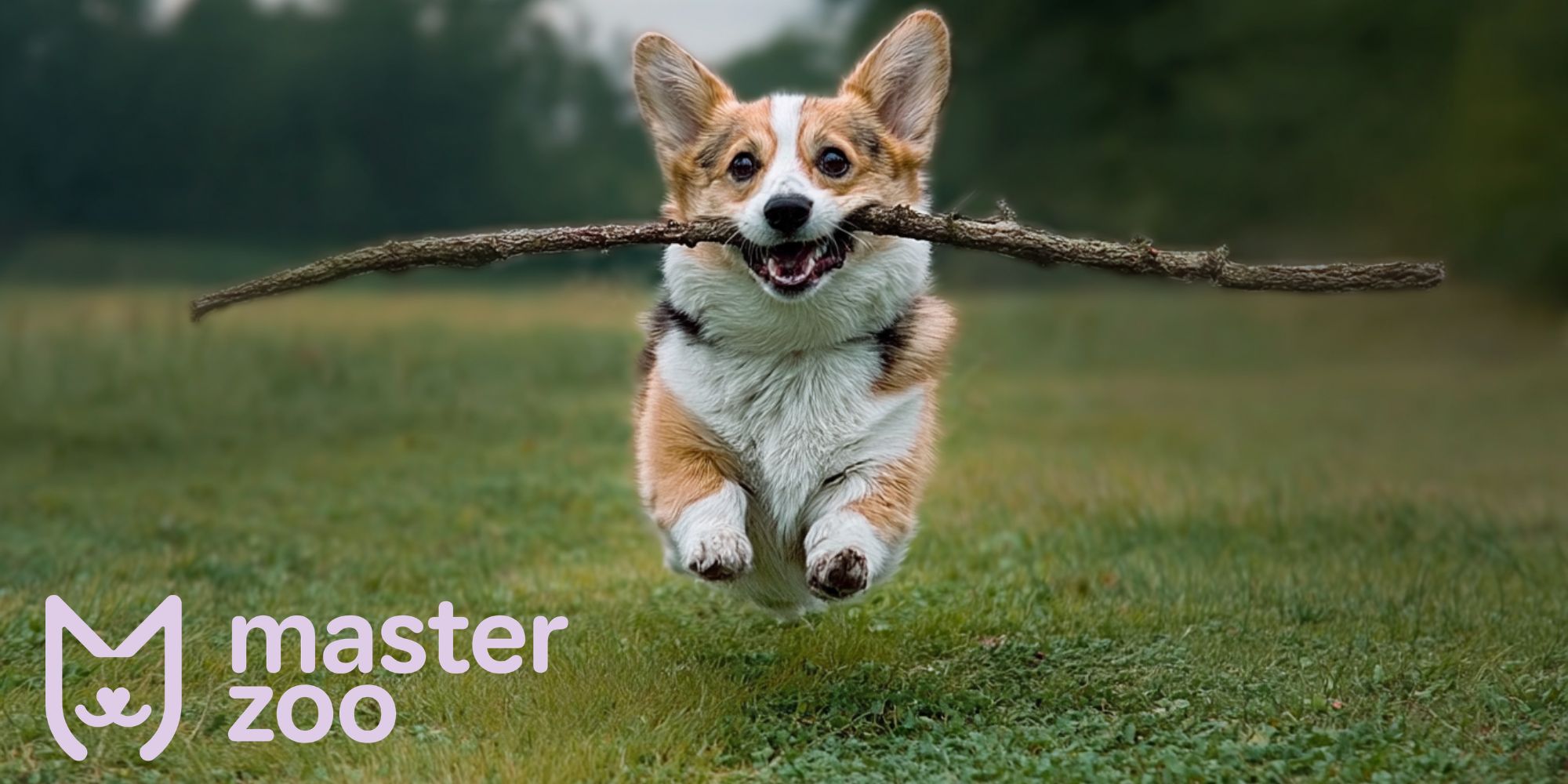 як навчити собаку лежати | MasterZoo