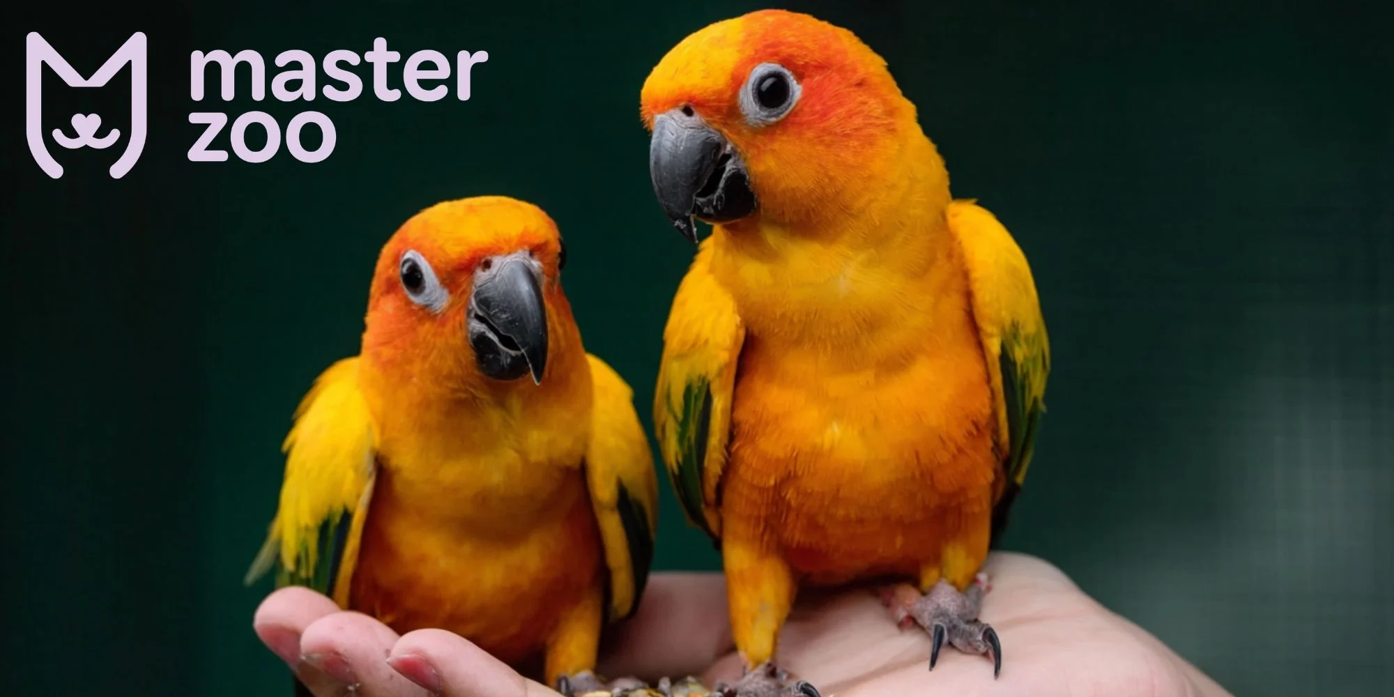 заболевания попупаев | MasterZoo