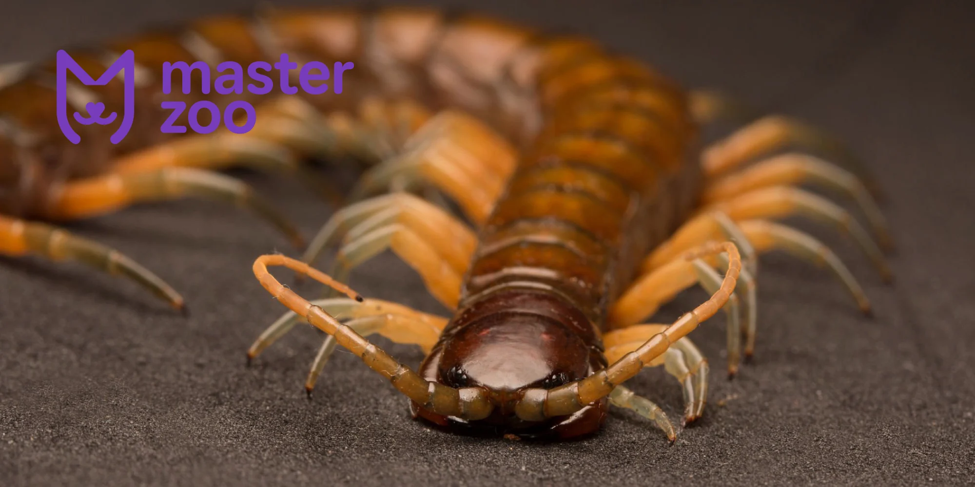 багатоніжки  |  MasterZoo