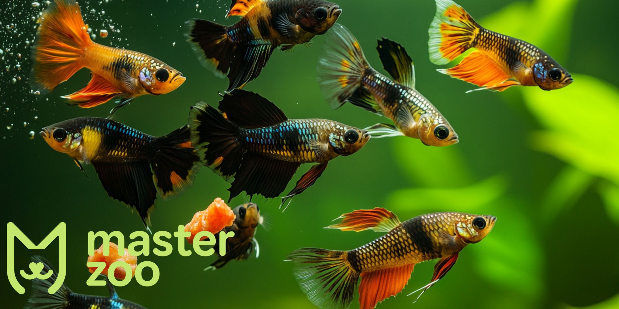 как давть живой корм для рыб | MasterZoo