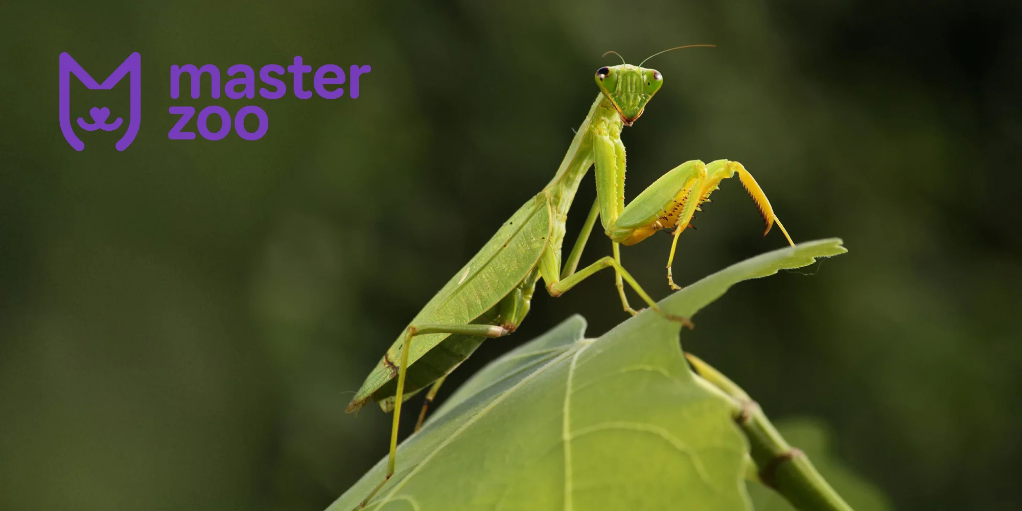 богомол |  MasterZoo