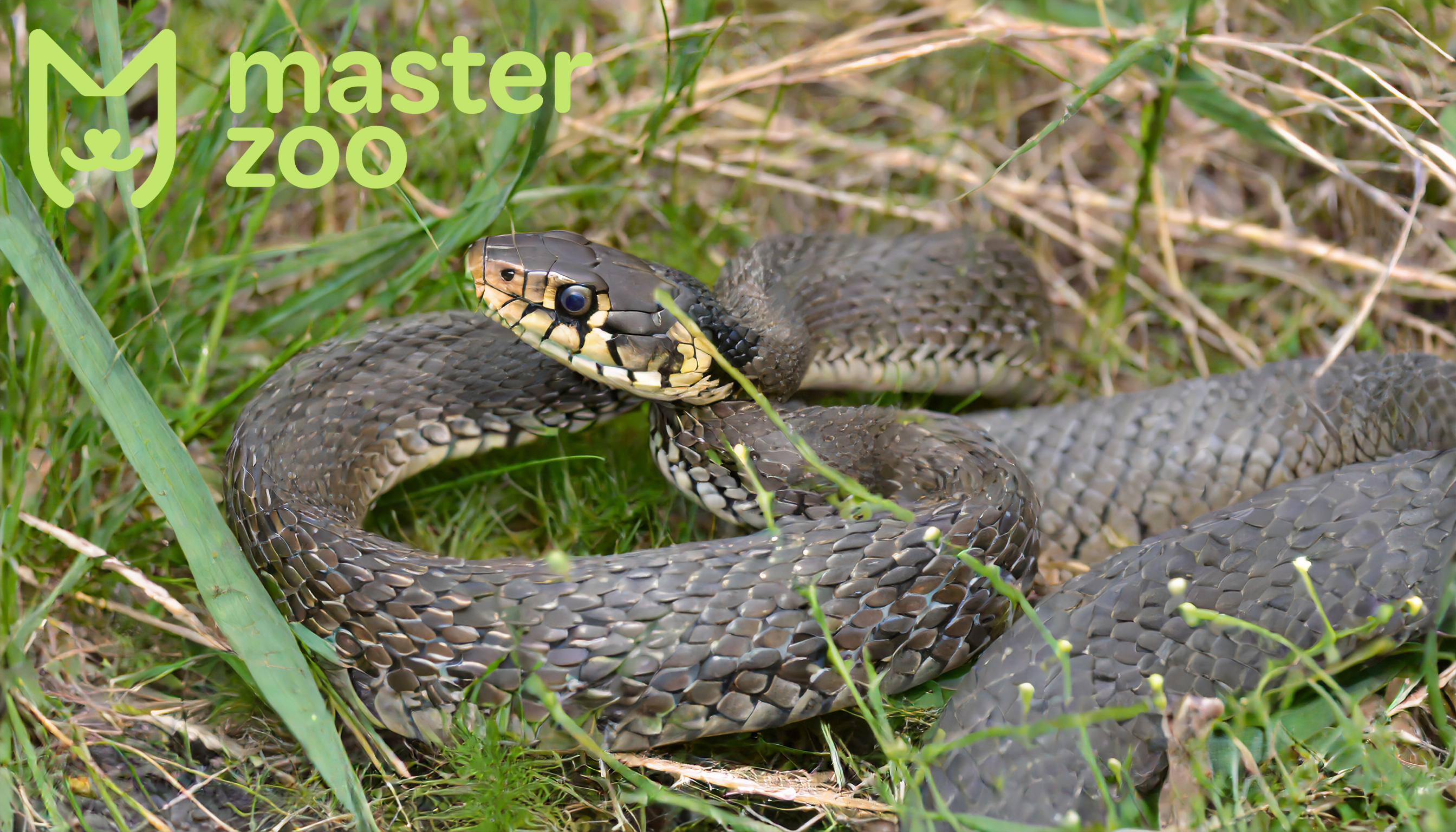 Змії | Зоомагазин MasterZoo