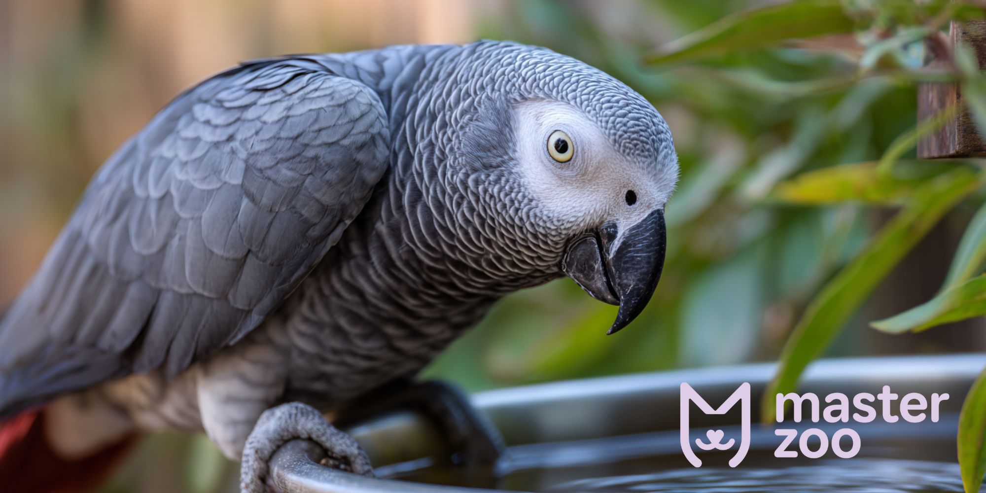 самочувствие жако | MasterZoo