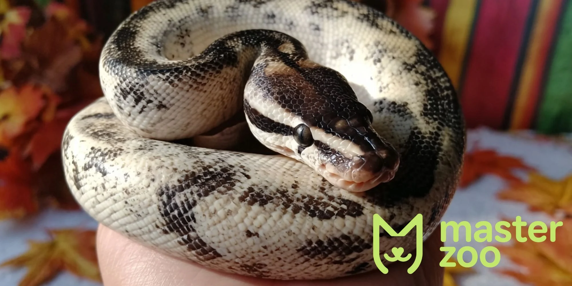 Королівський пітон | Зоомагазин MasterZoo