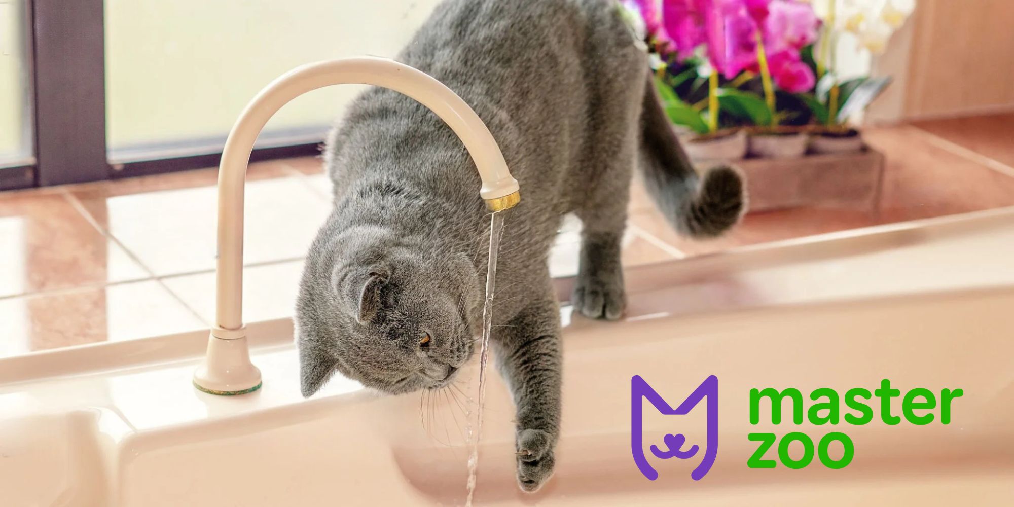 як захистити котика від зневоднення | MasterZoo