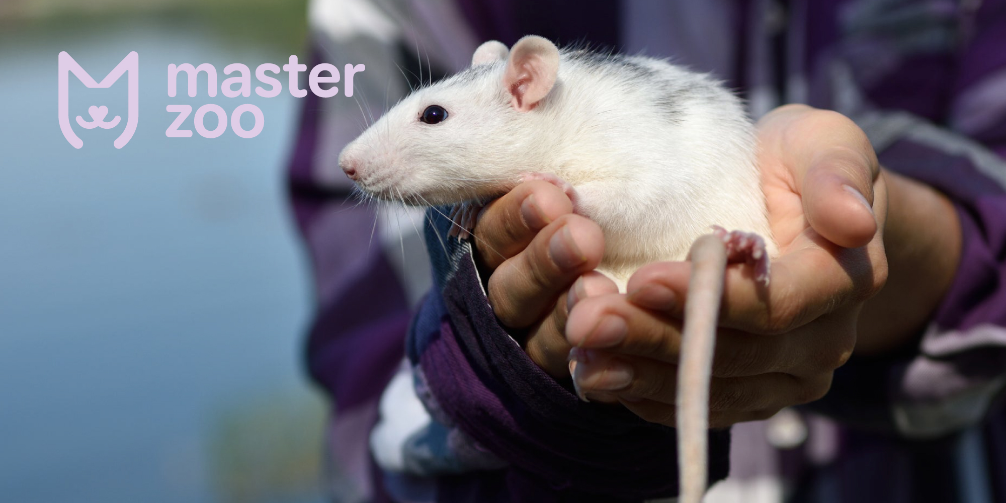 крыса | Зоомагазин MasterZoo