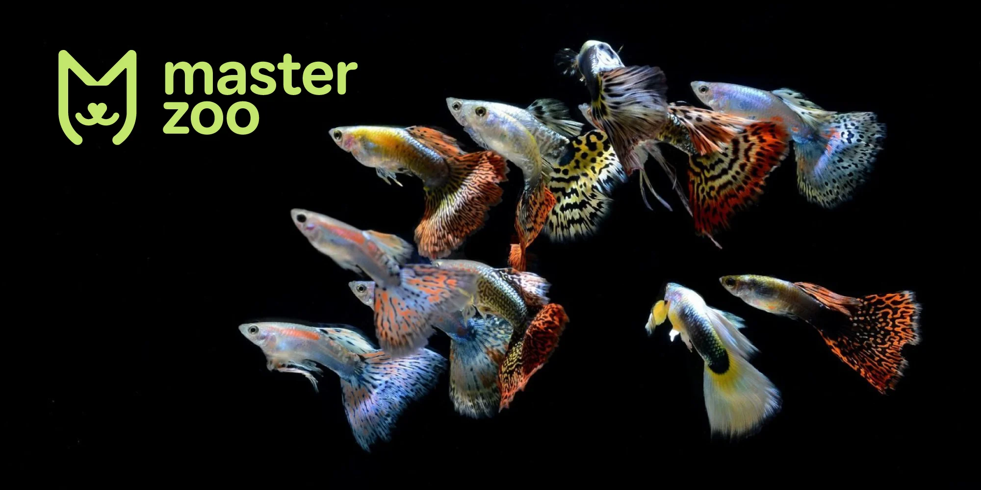 Гуппі | Зоомагазин MasterZoo