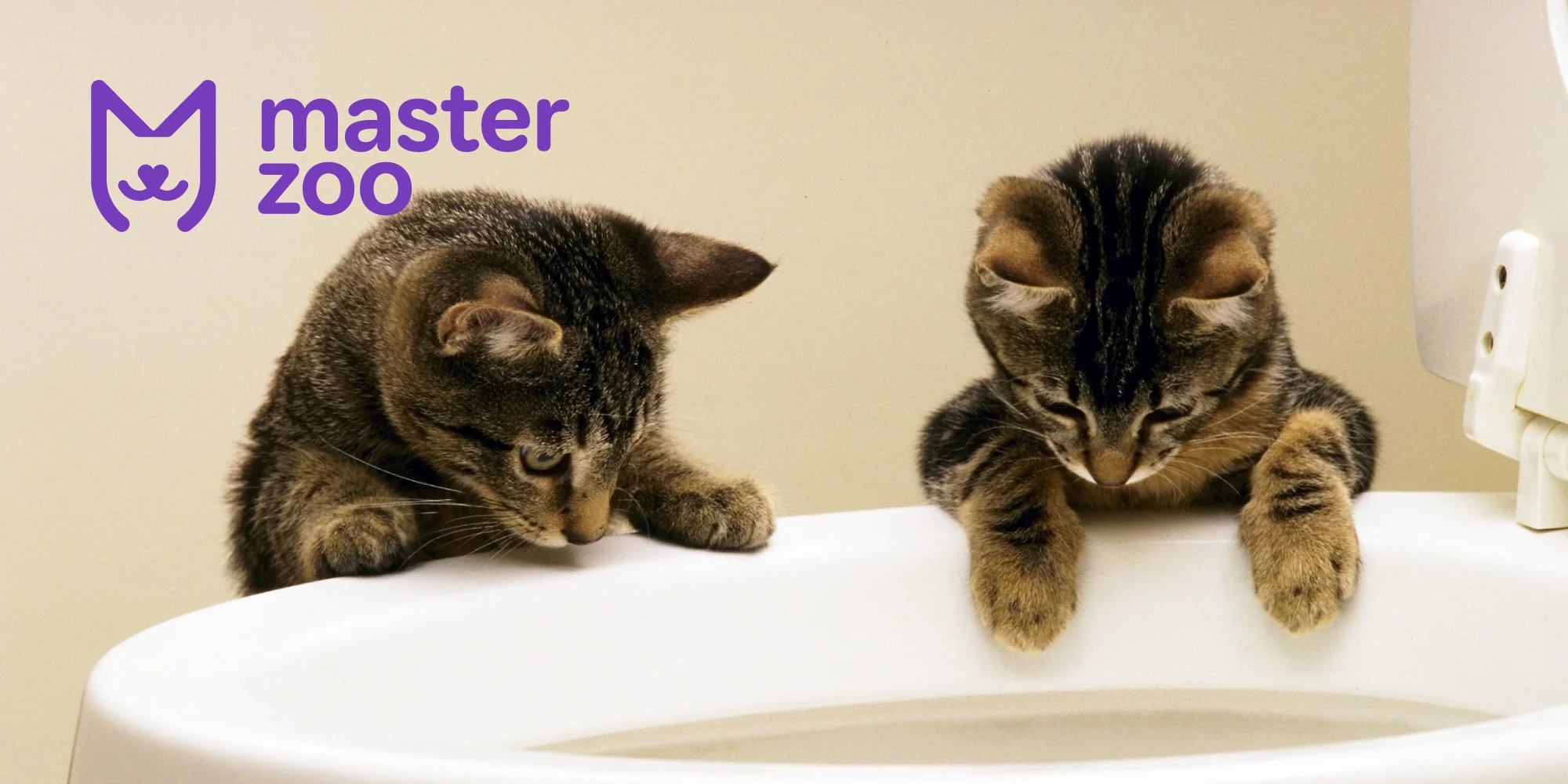 как приучить кота до лотка | MasterZoo