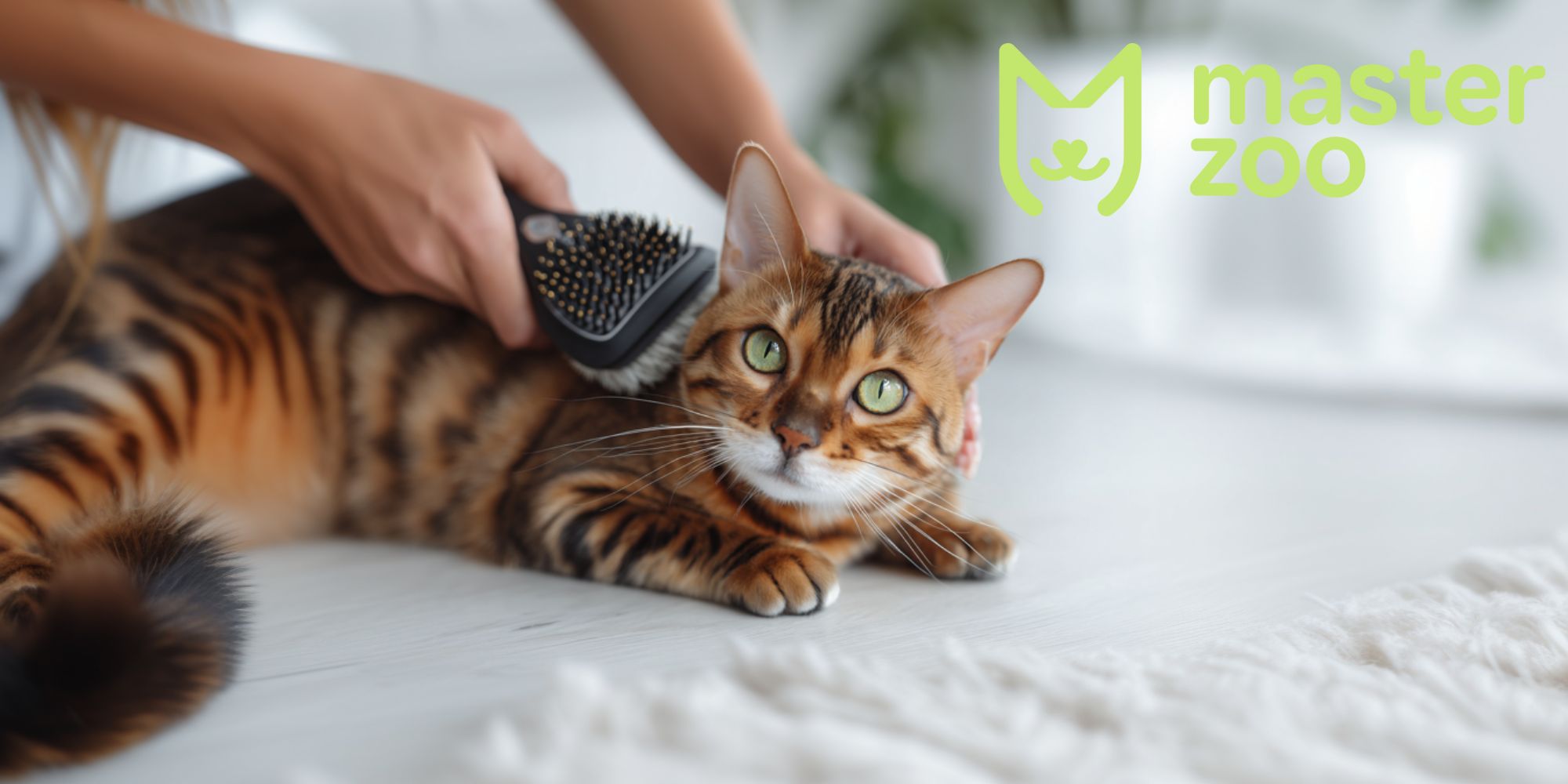 Догляд та утримання бенгальського кота  | MasterZoo