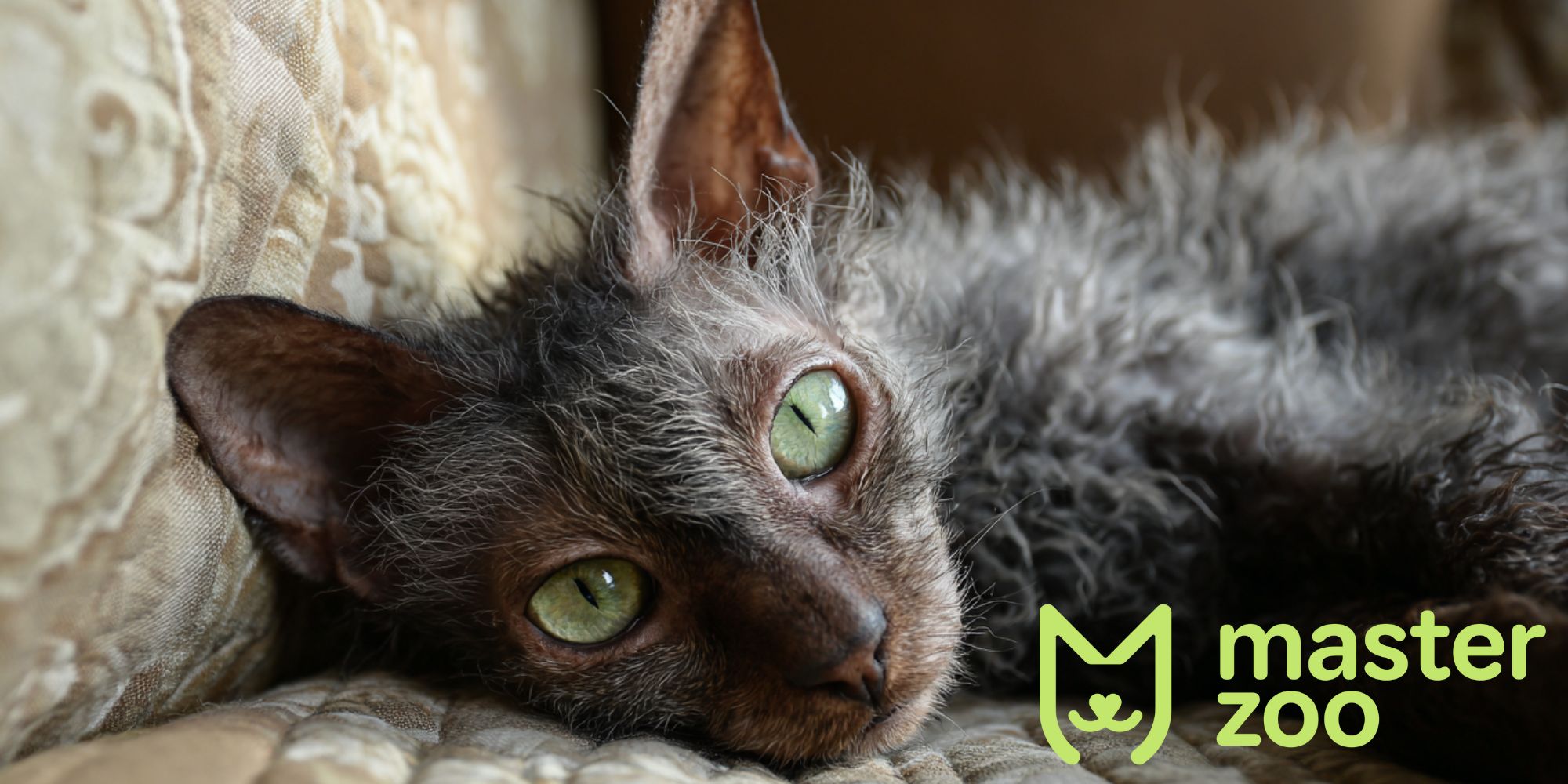 кошка ликой | MasterZoo