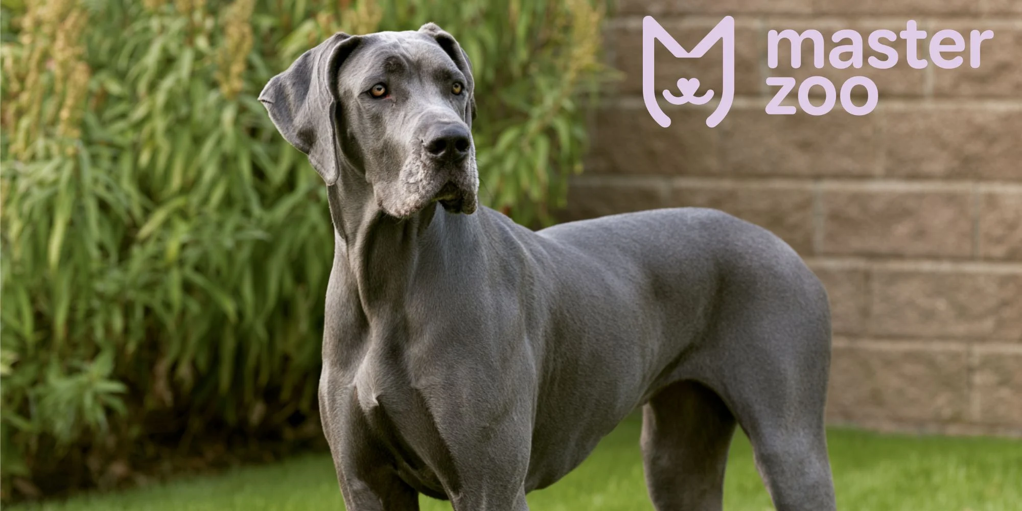 Немецкий дог | MasterZoo
