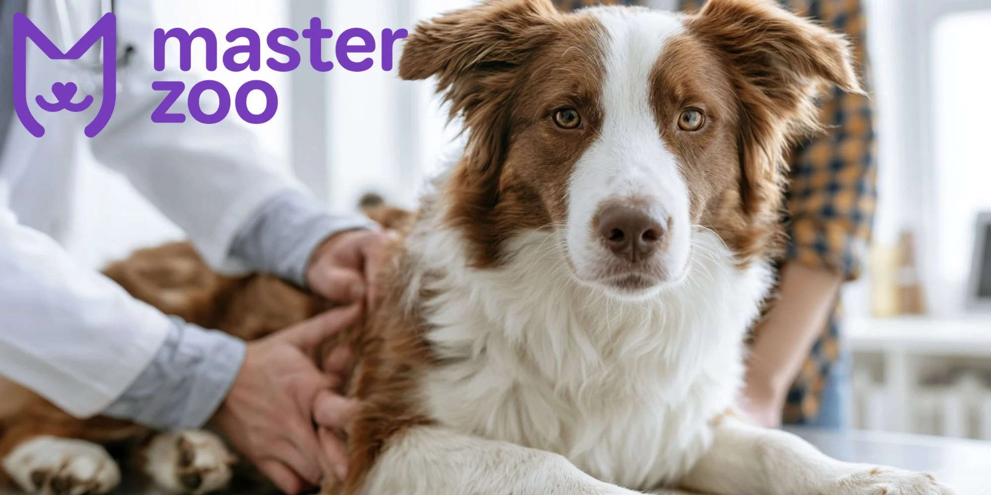 профілактика щоб не допустити рвоту у собаки | MasterZoo