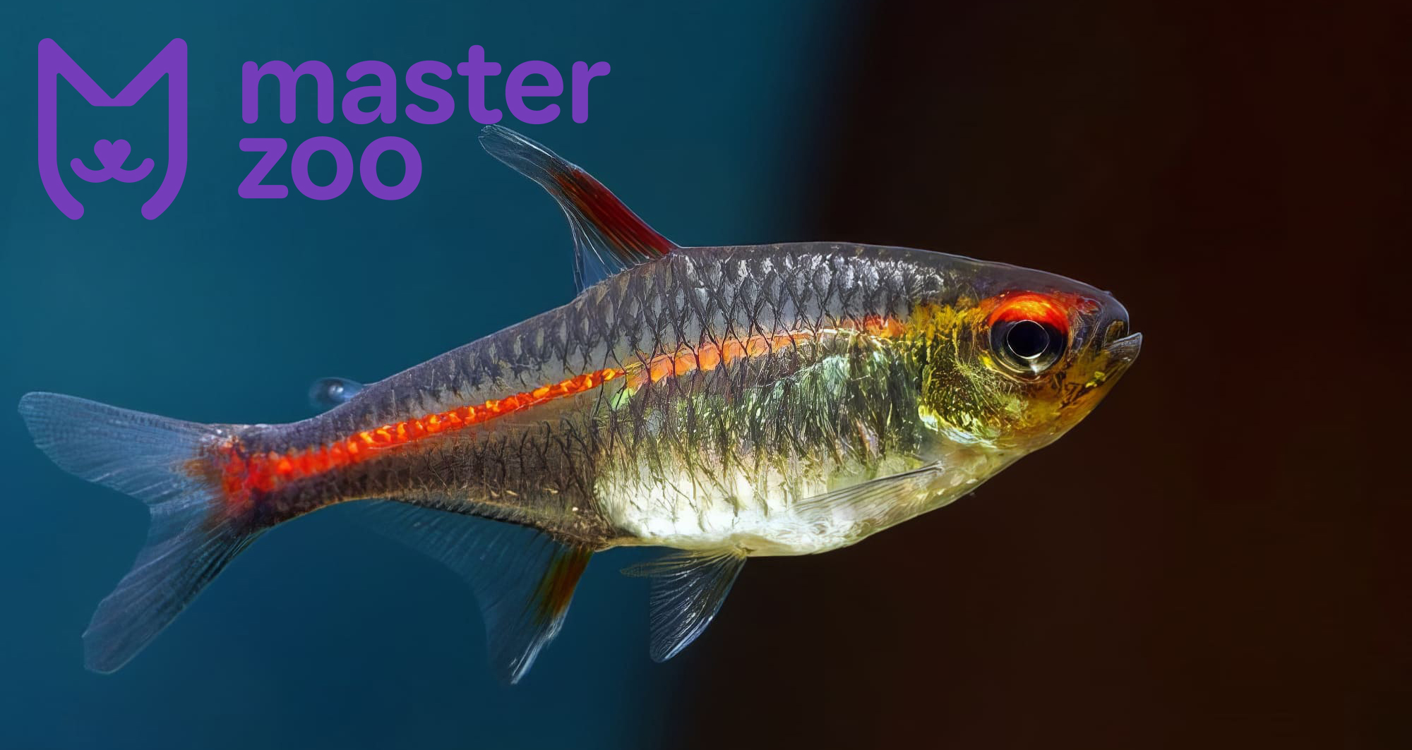 Тетра | Зоомагазин MasterZoo