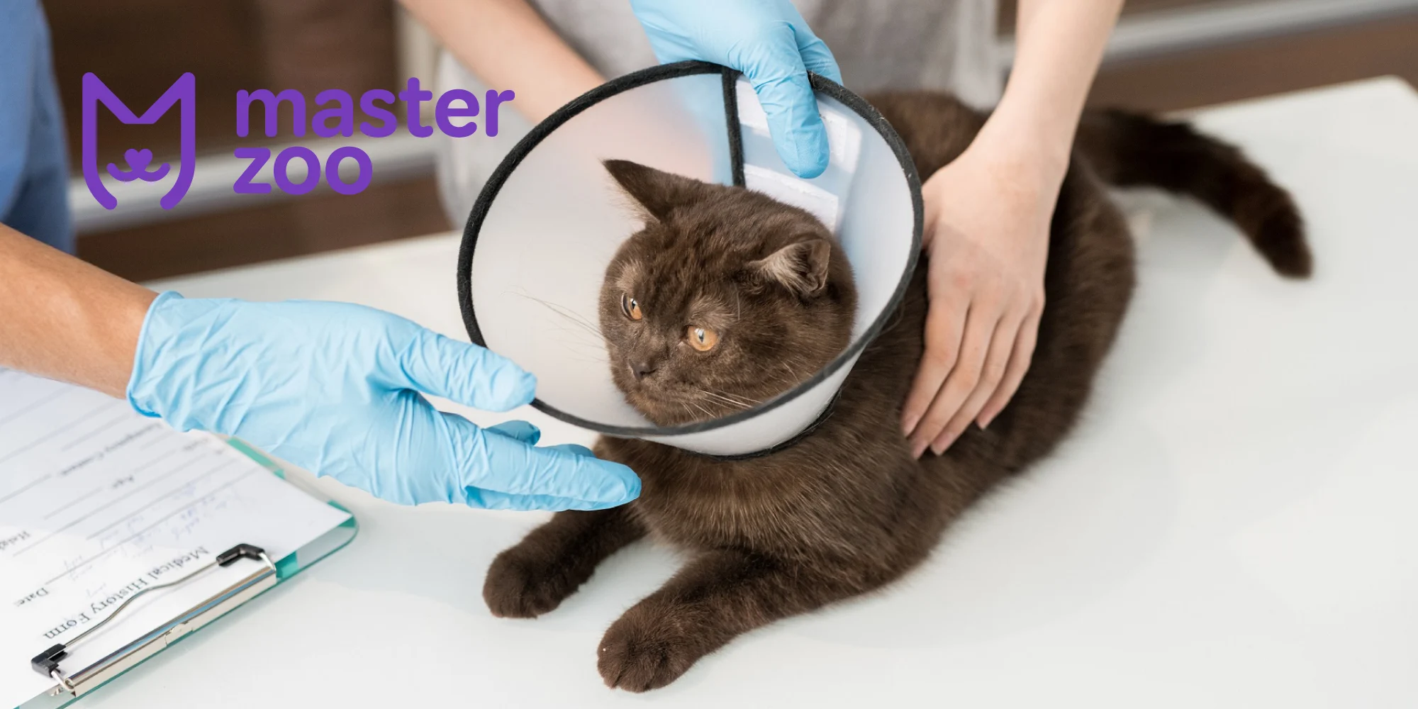 Особливочті годування стерилізованих котів | Зоомагазин MasterZoo