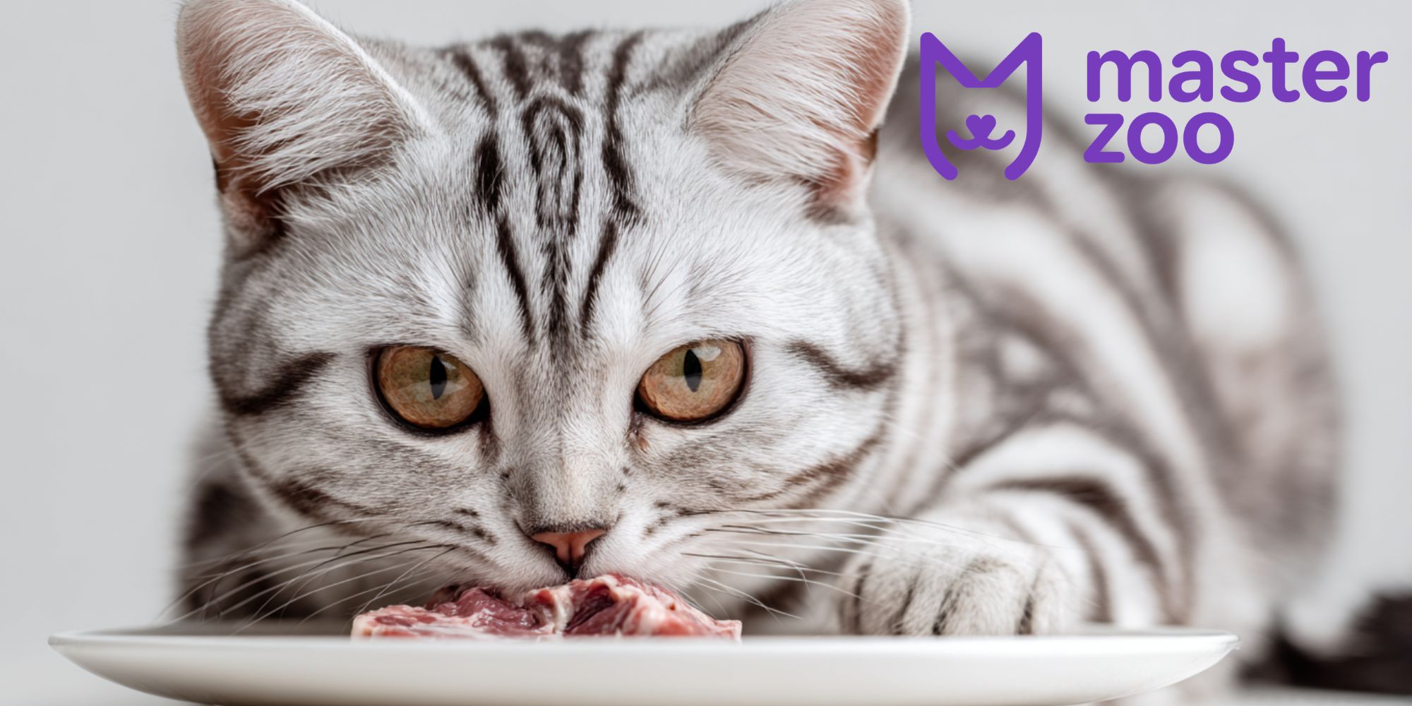 харчування американської короткошерстої кішки  | MasterZoo