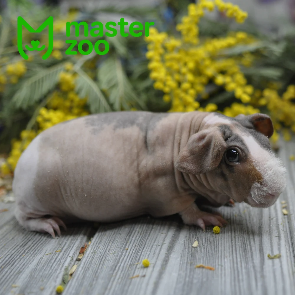 Скинни морская свинка порода | Зоомагазин MasterZoo