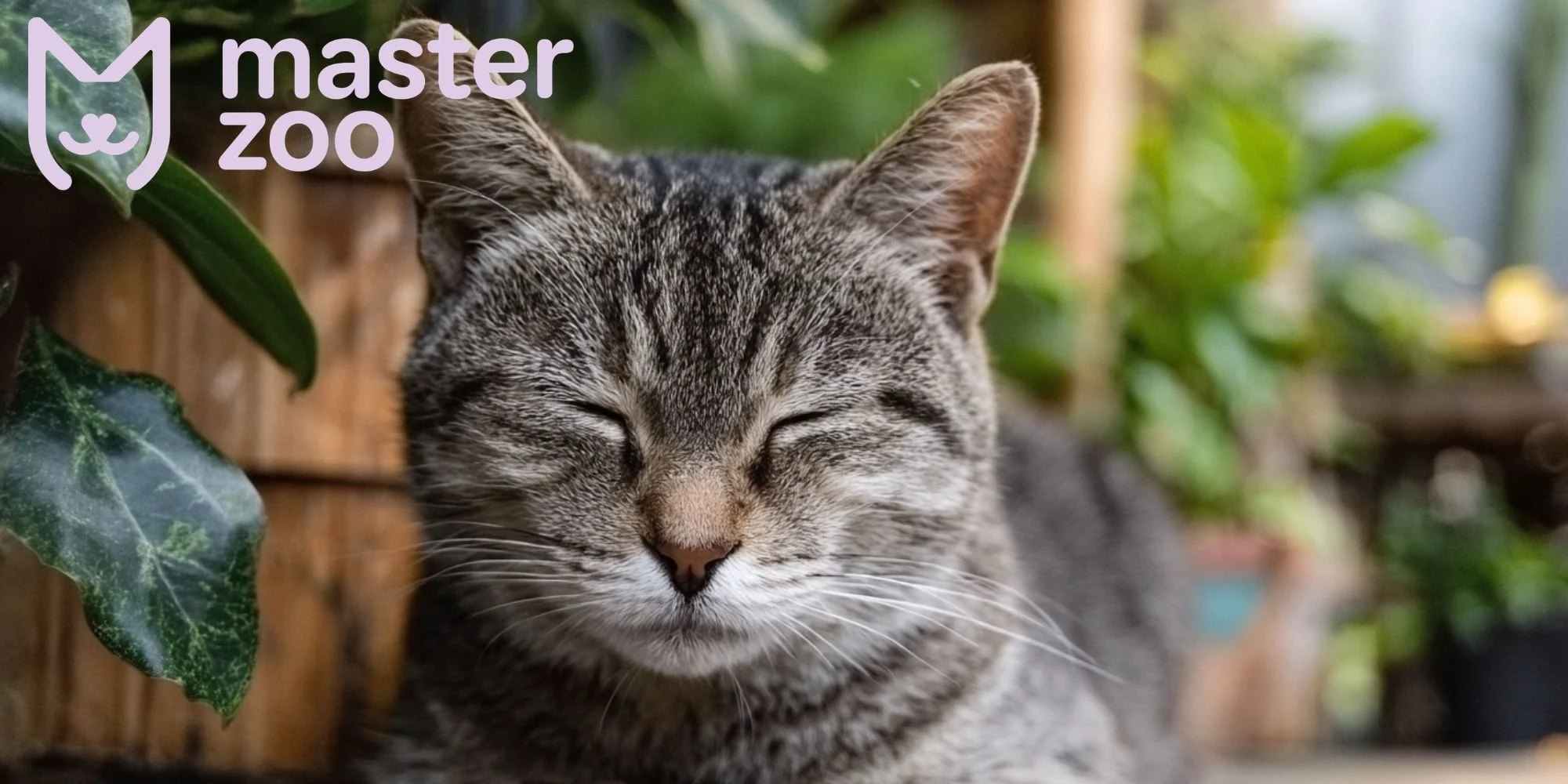 при яких симптомах варто давати заспокійливі кішкі | MasterZoo