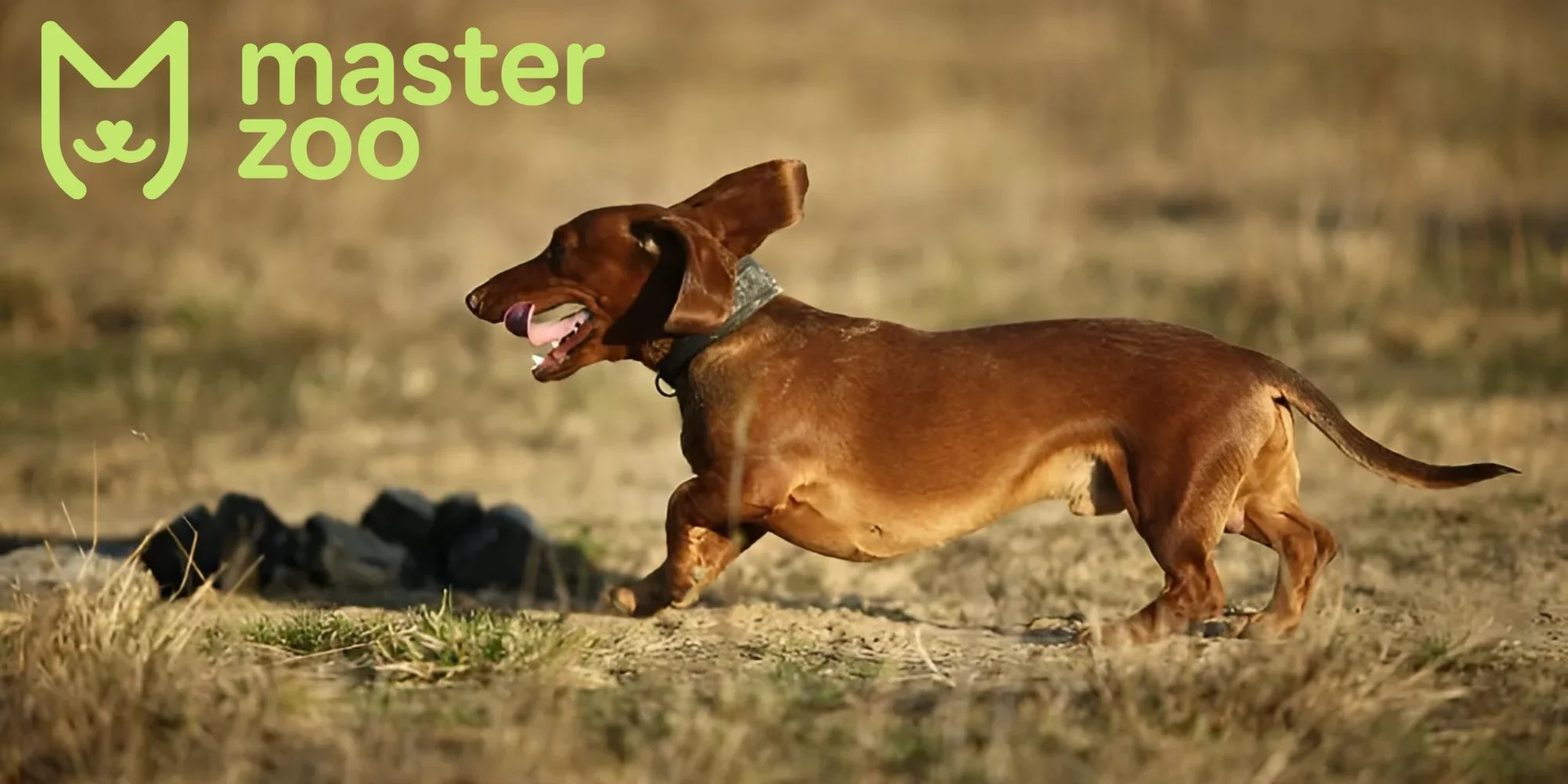 Классификация охотничьих собак | MasterZoo